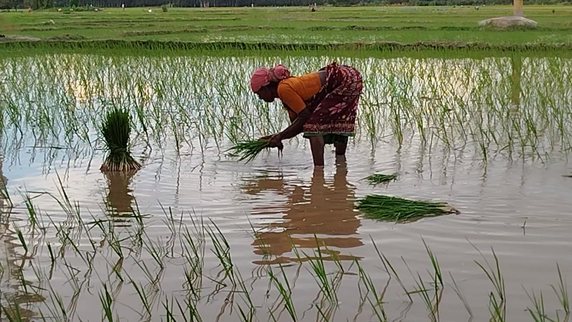 Agriculture in Bangladesh 