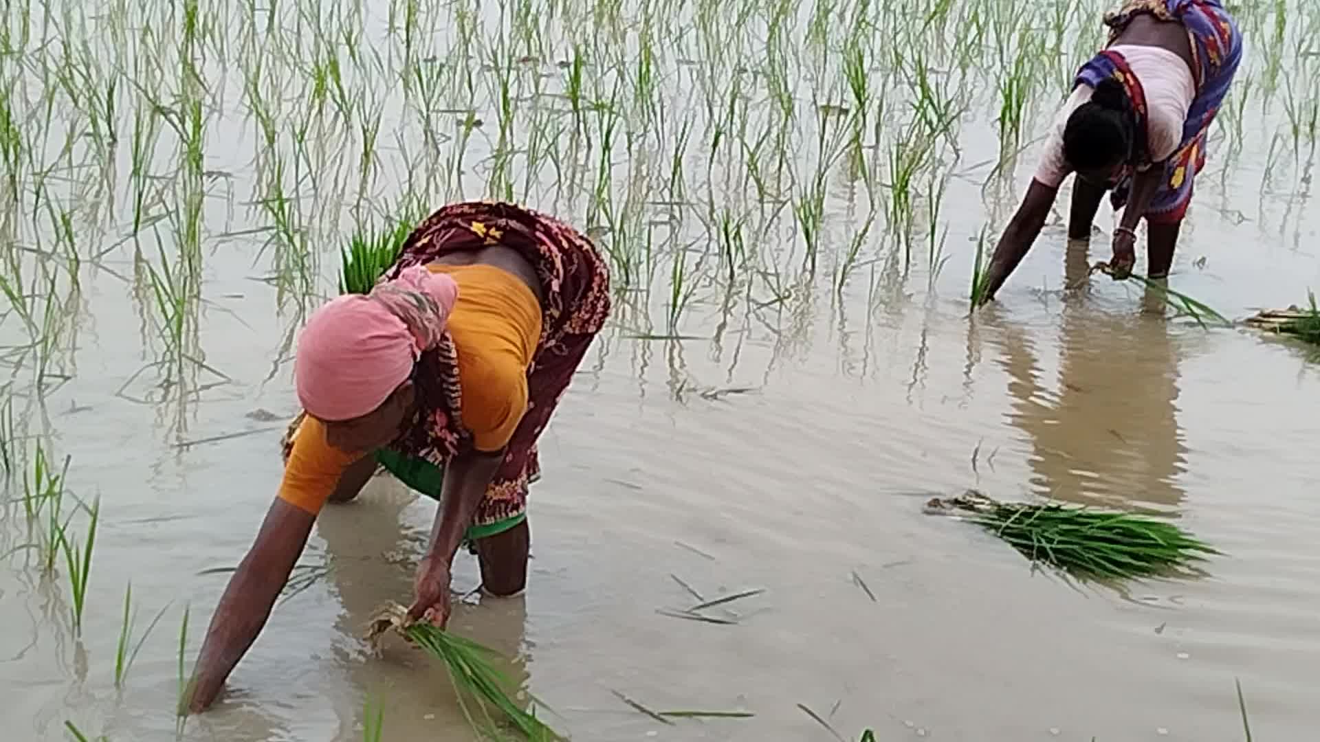 Agriculture in Bangladesh 
