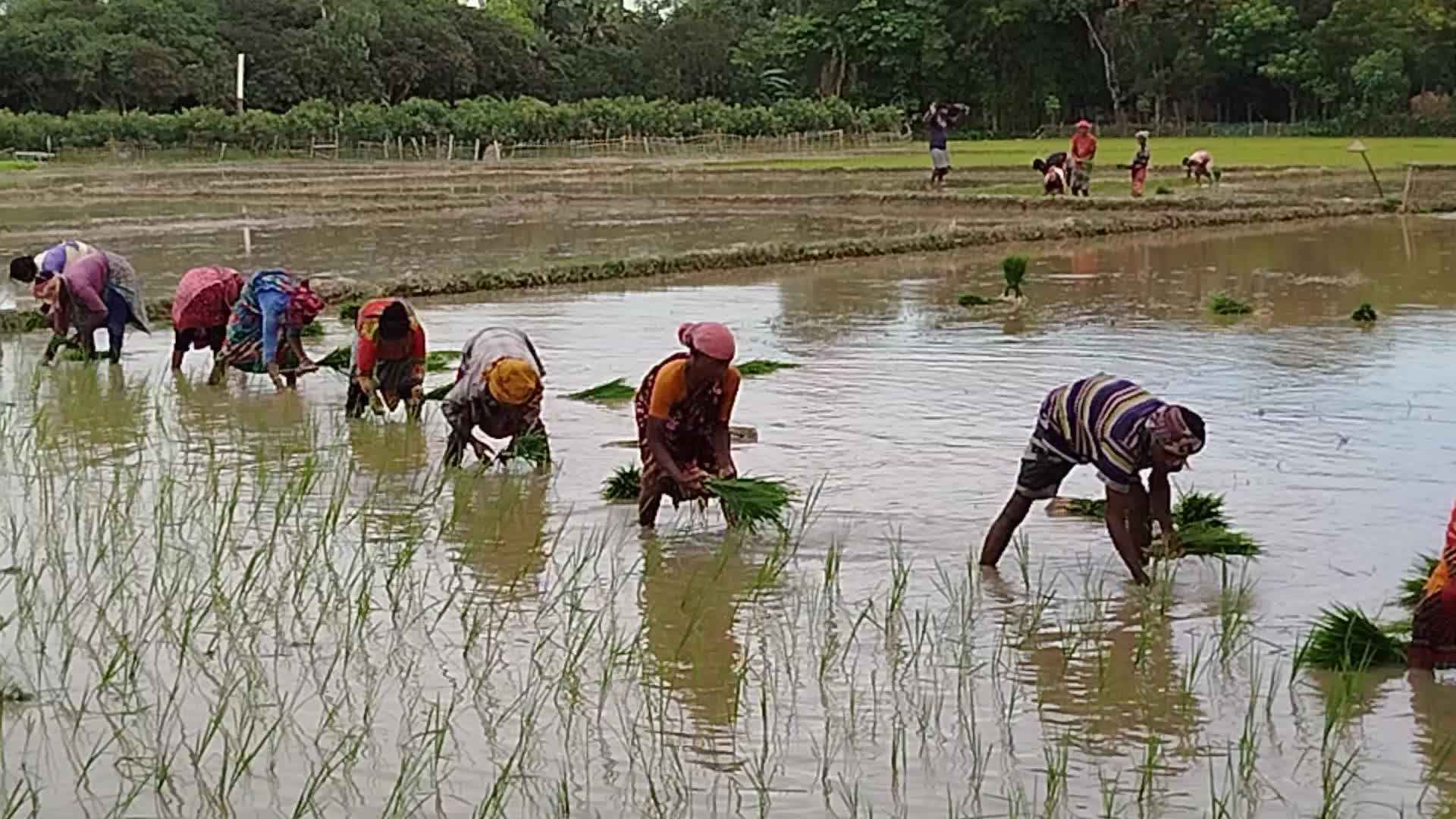 Agriculture in Bangladesh 