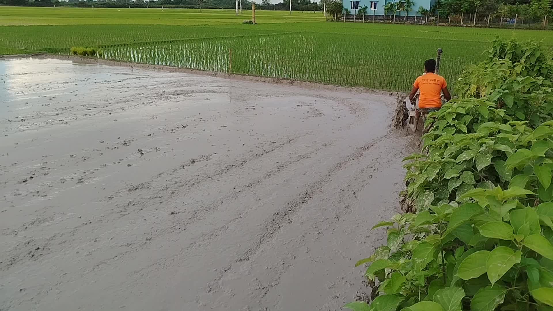 Agriculture in Bangladesh 
