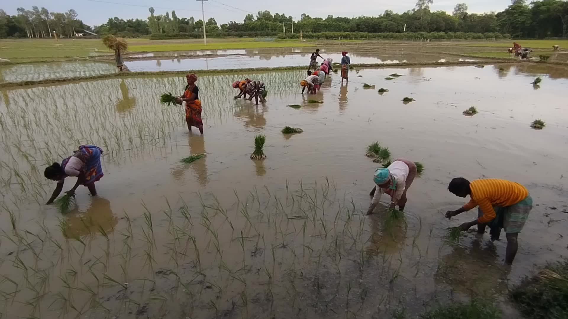 Agriculture in Bangladesh 