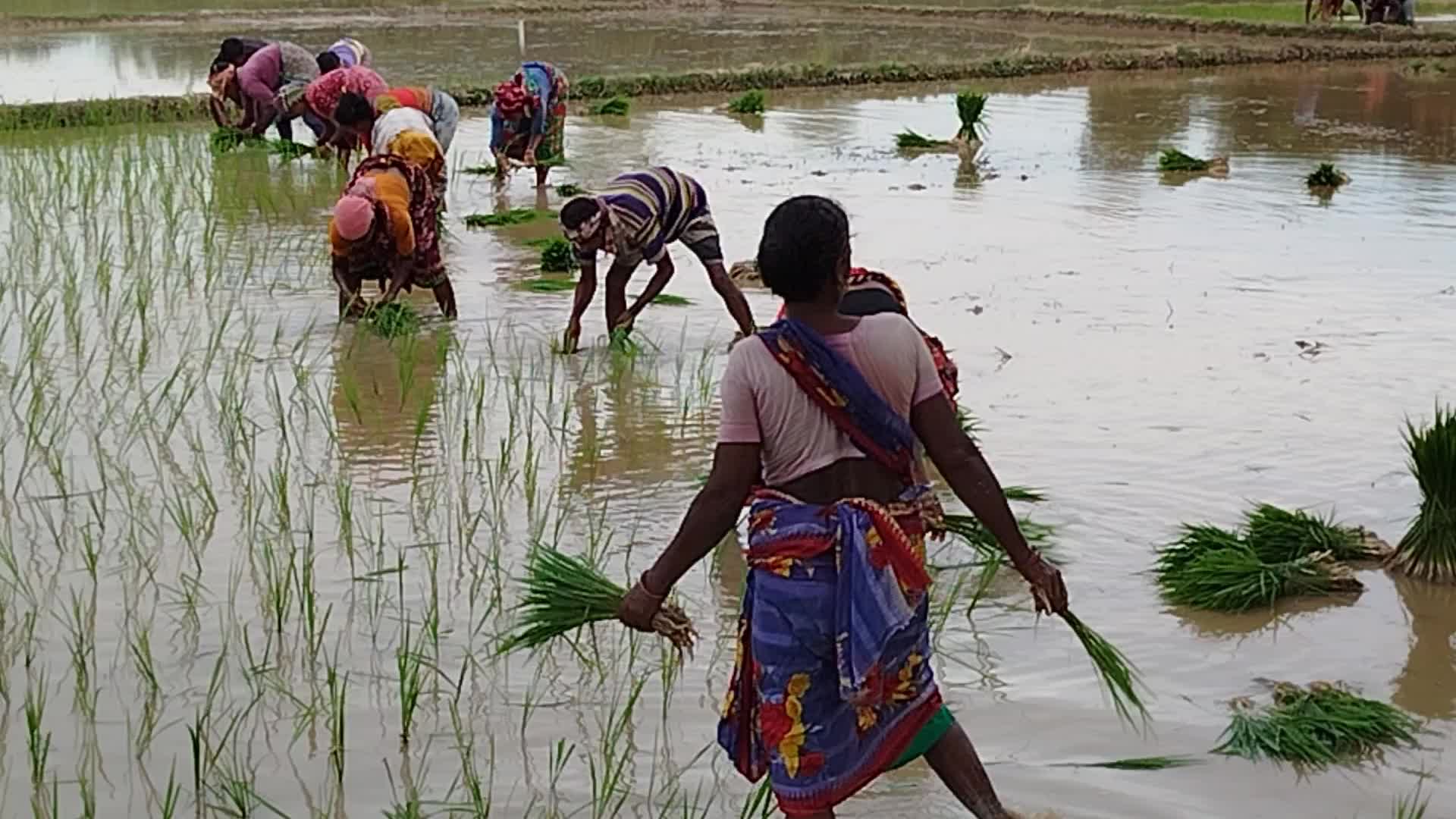 Agriculture in Bangladesh 