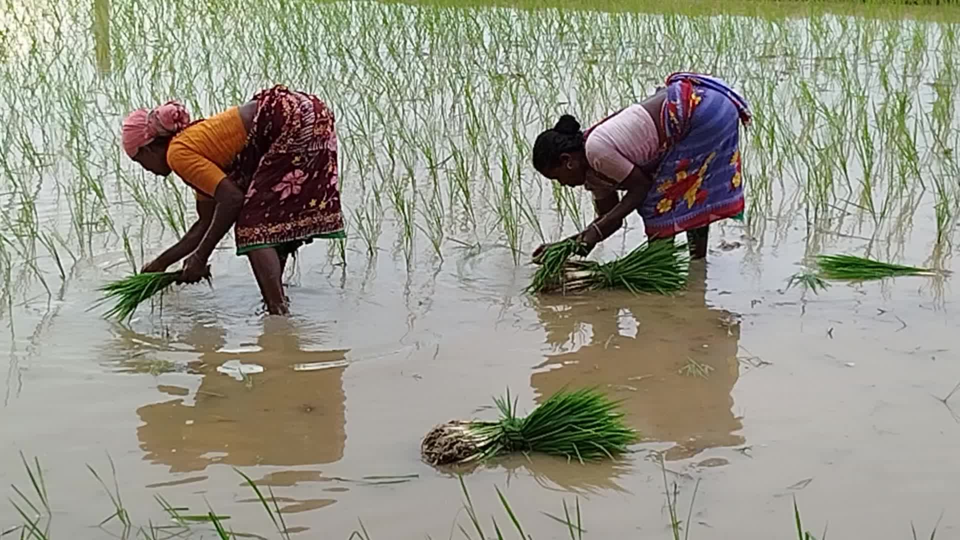 Agriculture in Bangladesh 