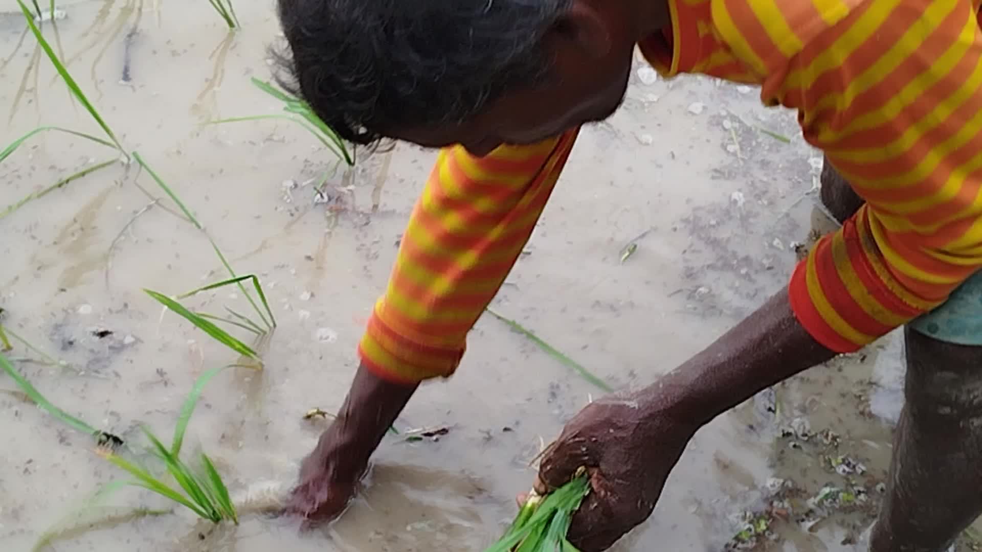 Agriculture in Bangladesh 