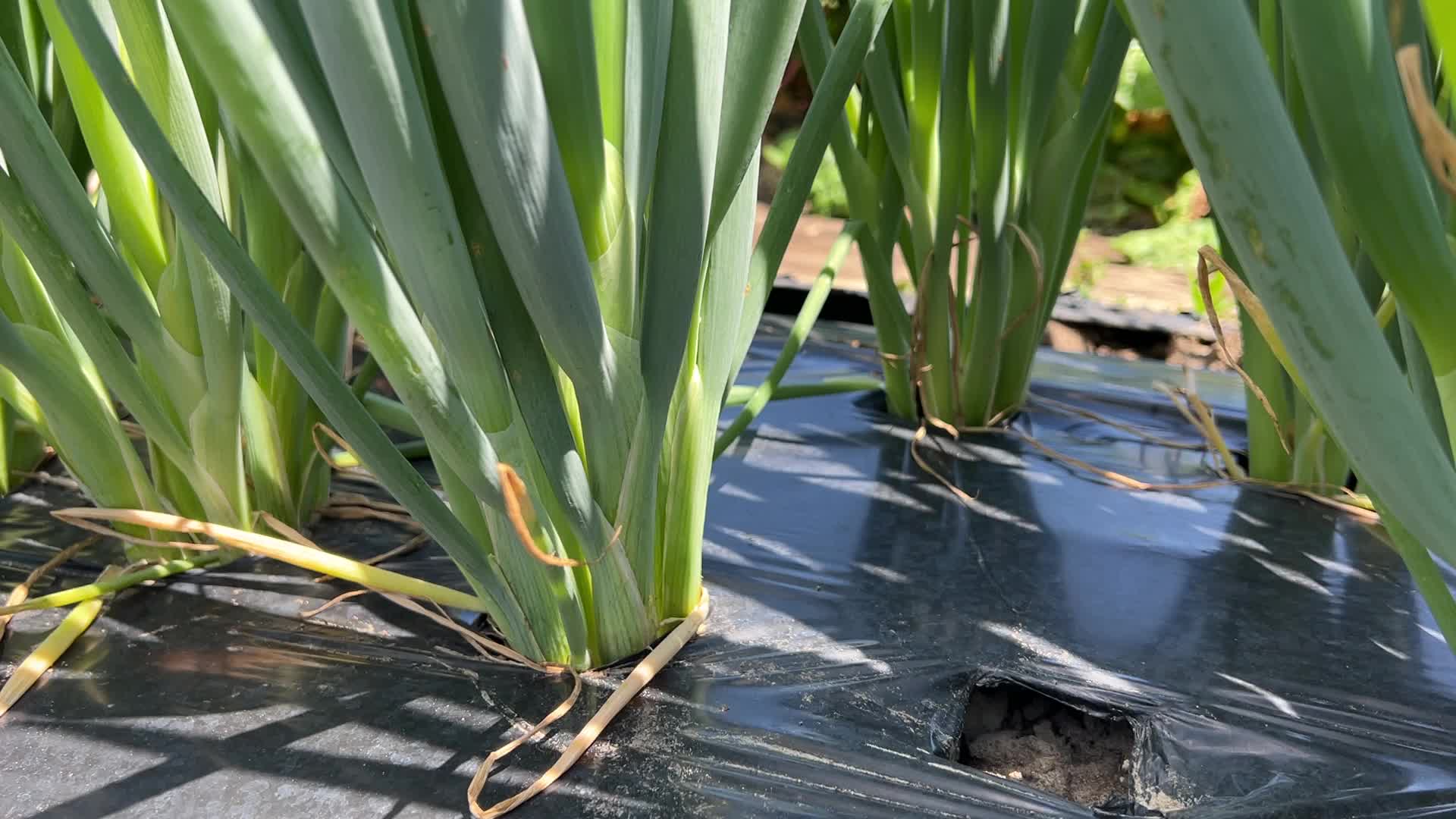 Agriculture in Canada - Spring Onions