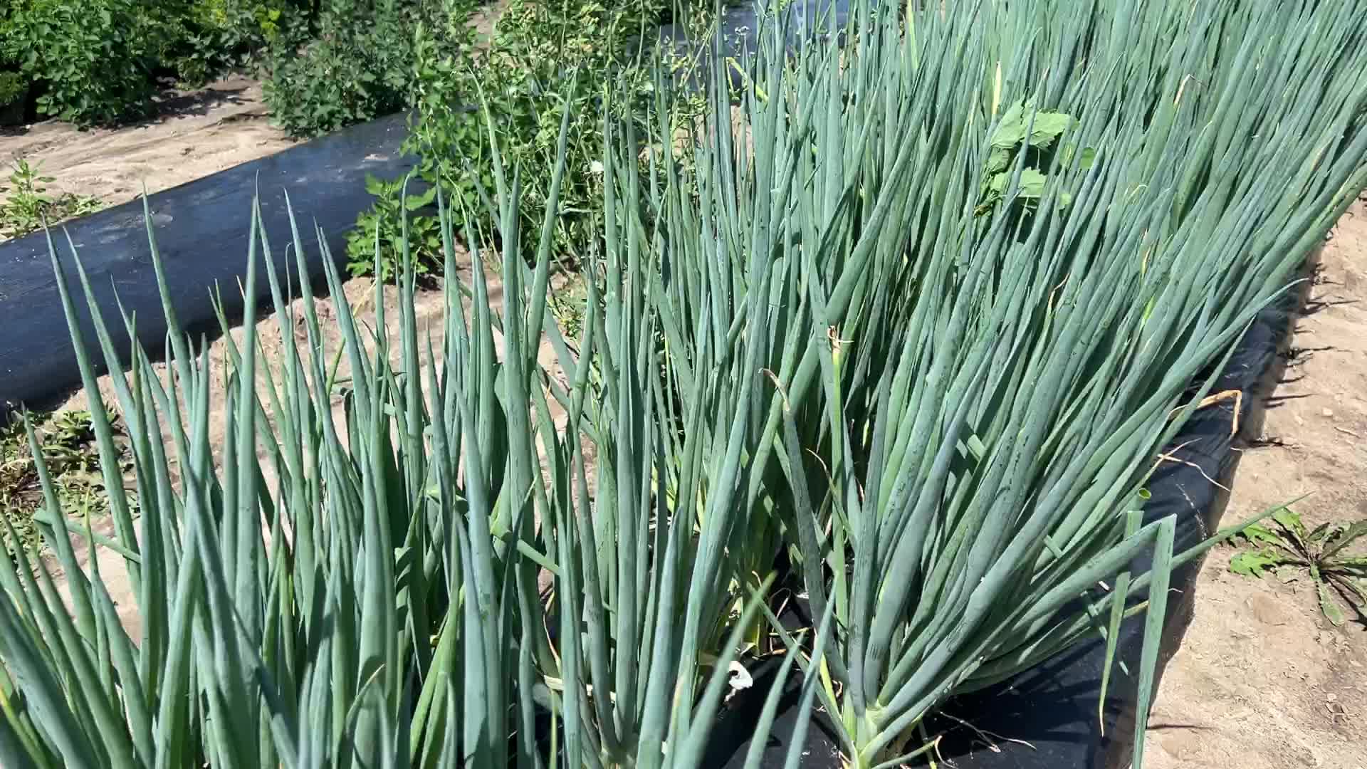 Agriculture in Canada - Spring Onions