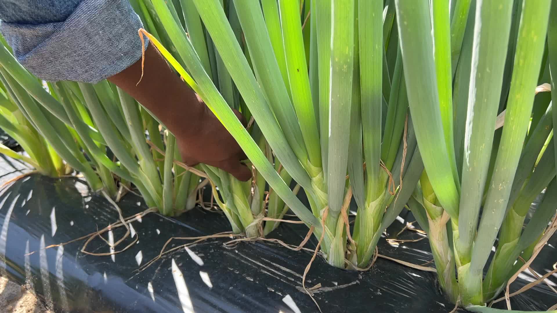 Agriculture in Canada - Spring Onions
