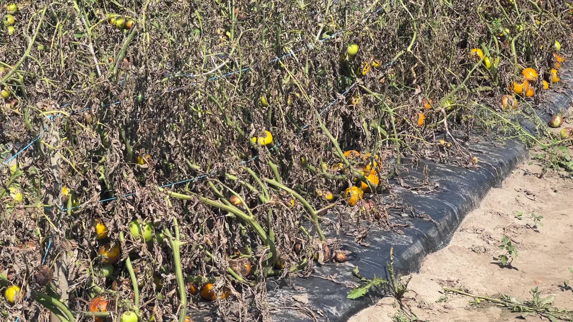 Tomato blight ravages a tomato crop in Canada