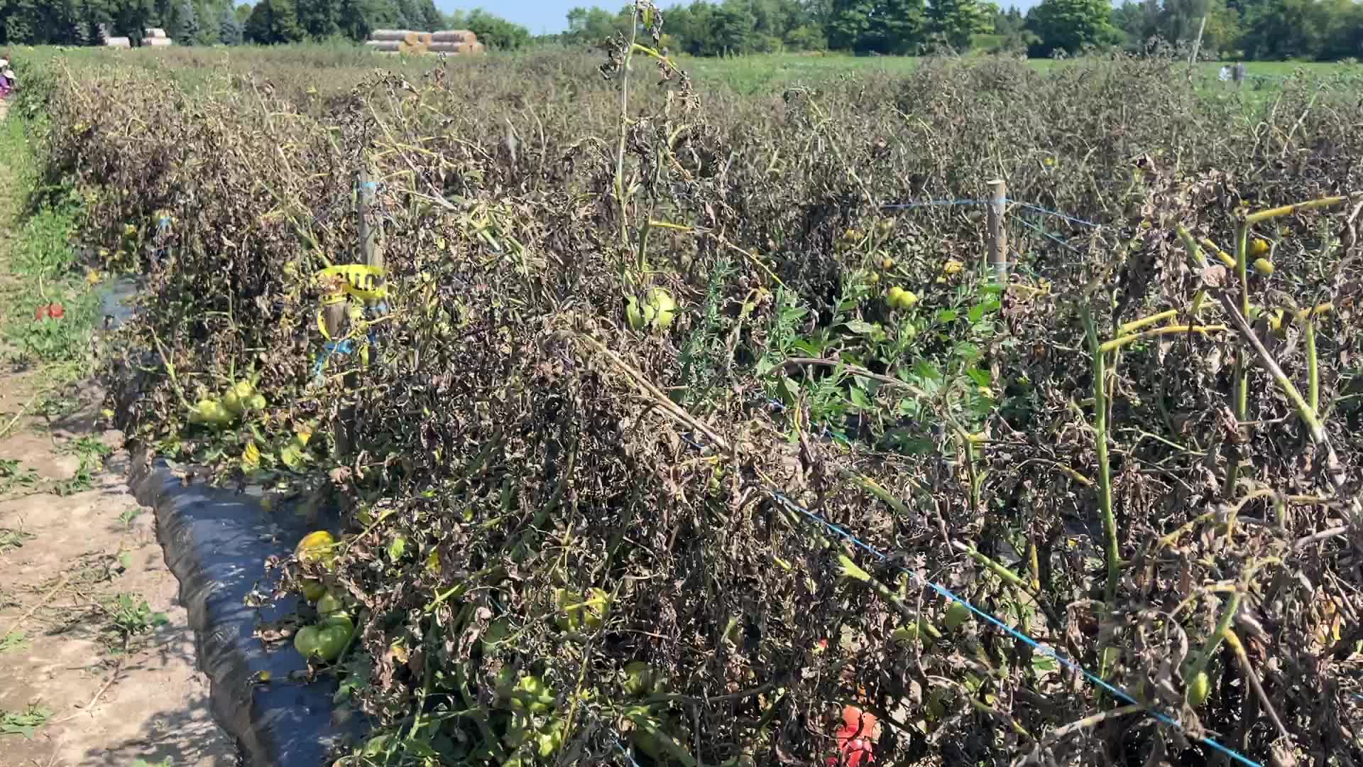 Tomato blight ravages a tomato crop in Canada