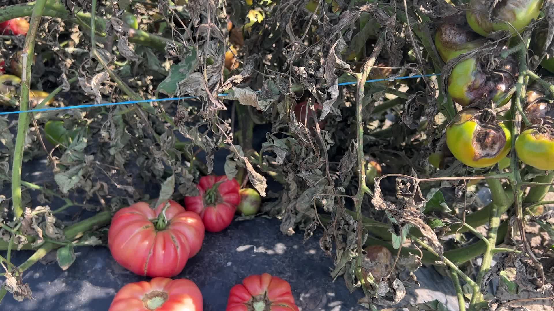 Tomato blight ravages a tomato crop in Canada
