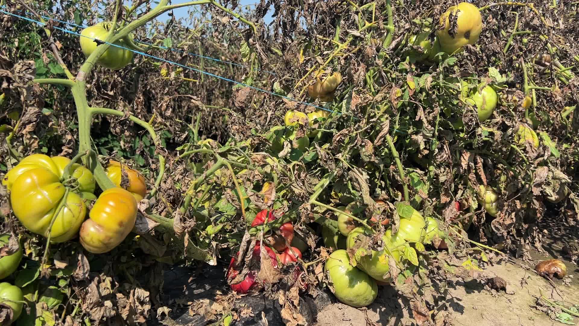 Tomato blight ravages a tomato crop in Canada