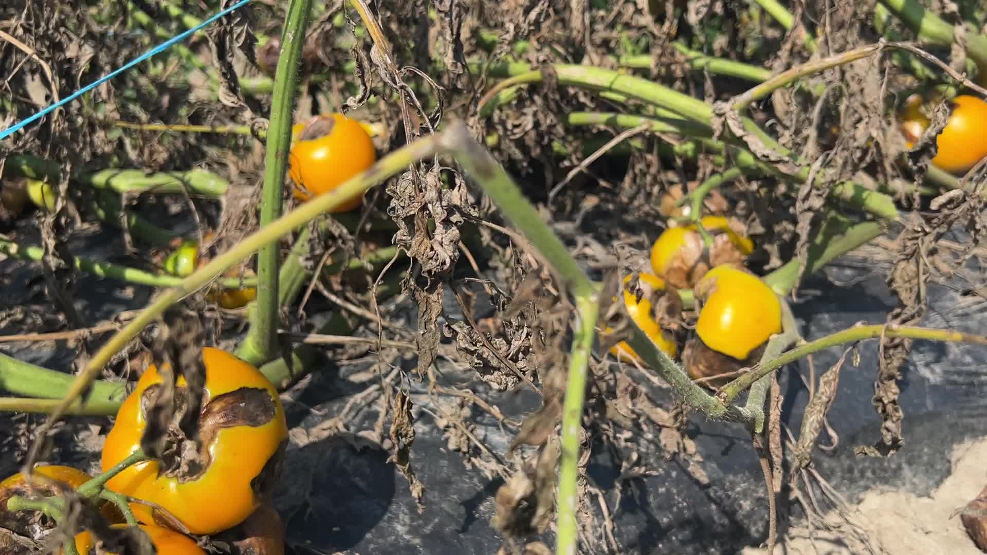 Tomato blight ravages a tomato crop in Canada