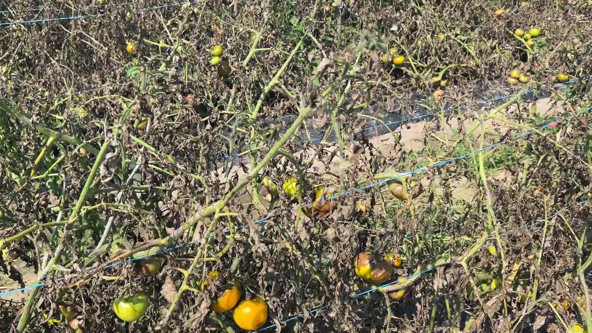 Tomato blight ravages a tomato crop in Canada