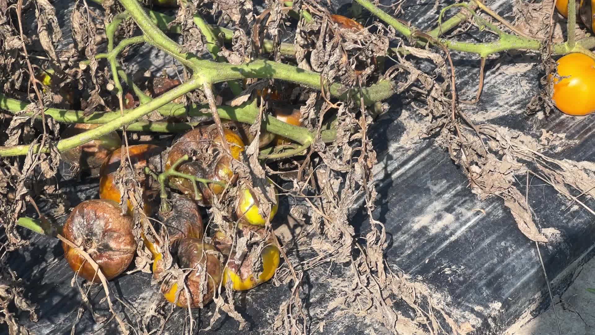 Tomato blight ravages a tomato crop in Canada