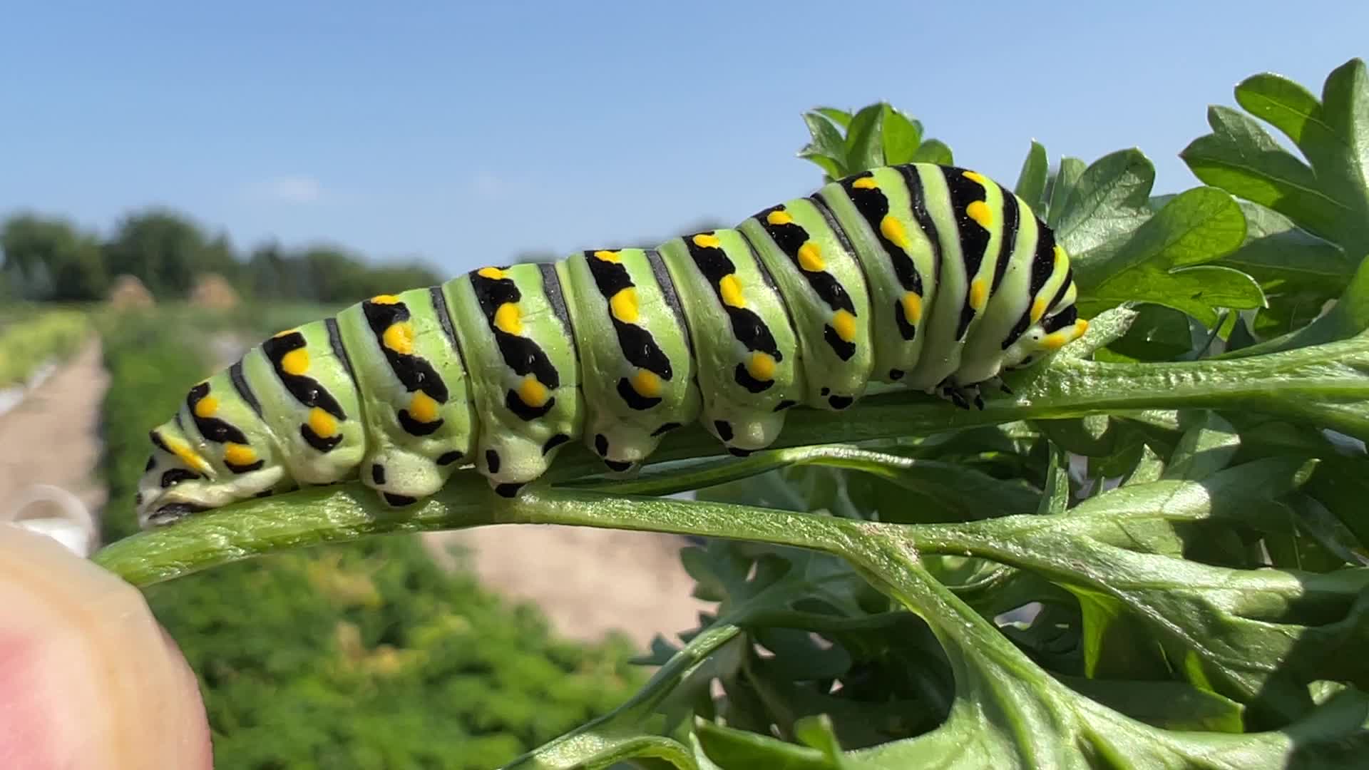 Black swallowtail butterfly caterpillar