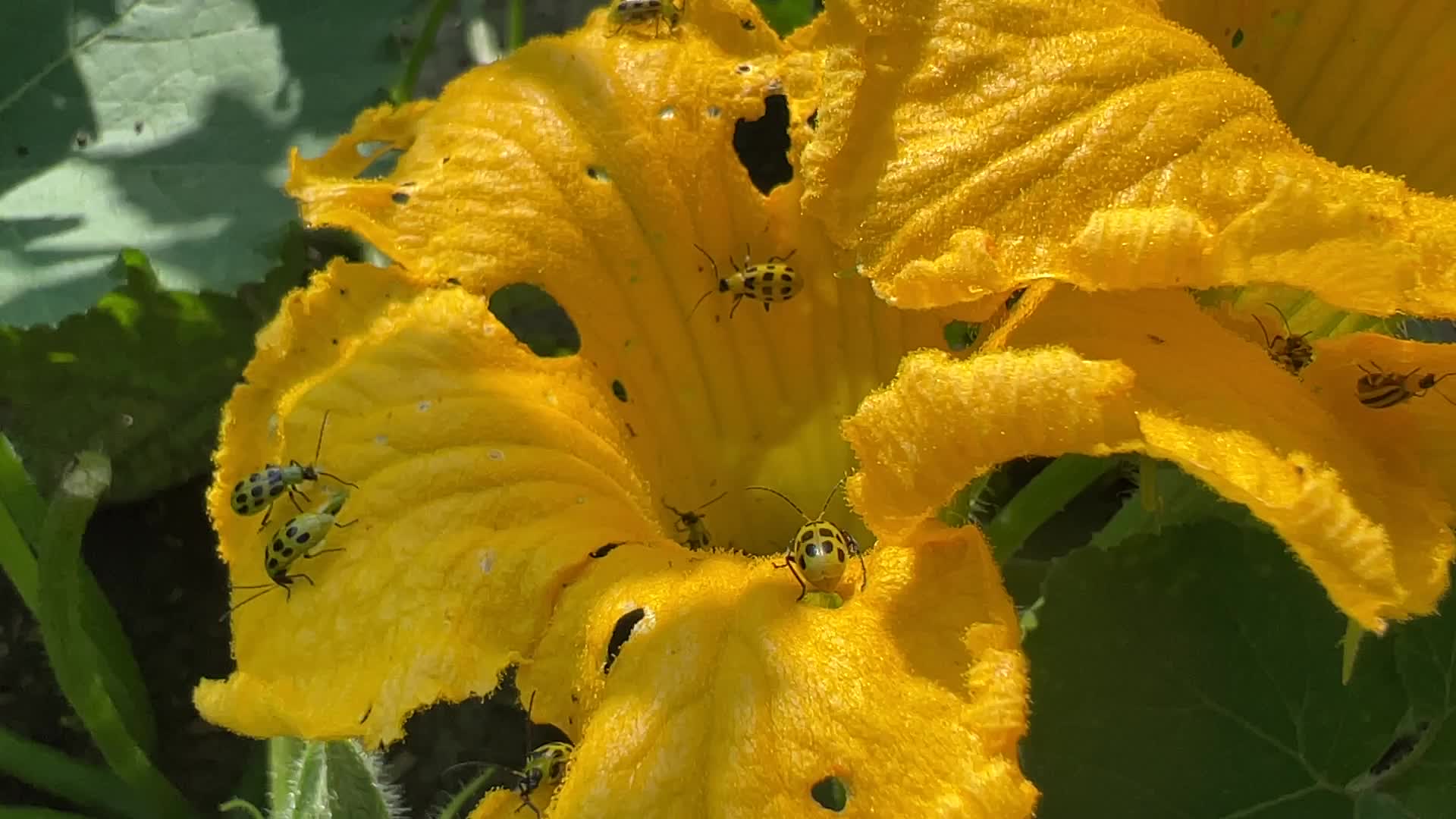 Spotted Cucumber Beetles ravage a cucumber crop in Canada