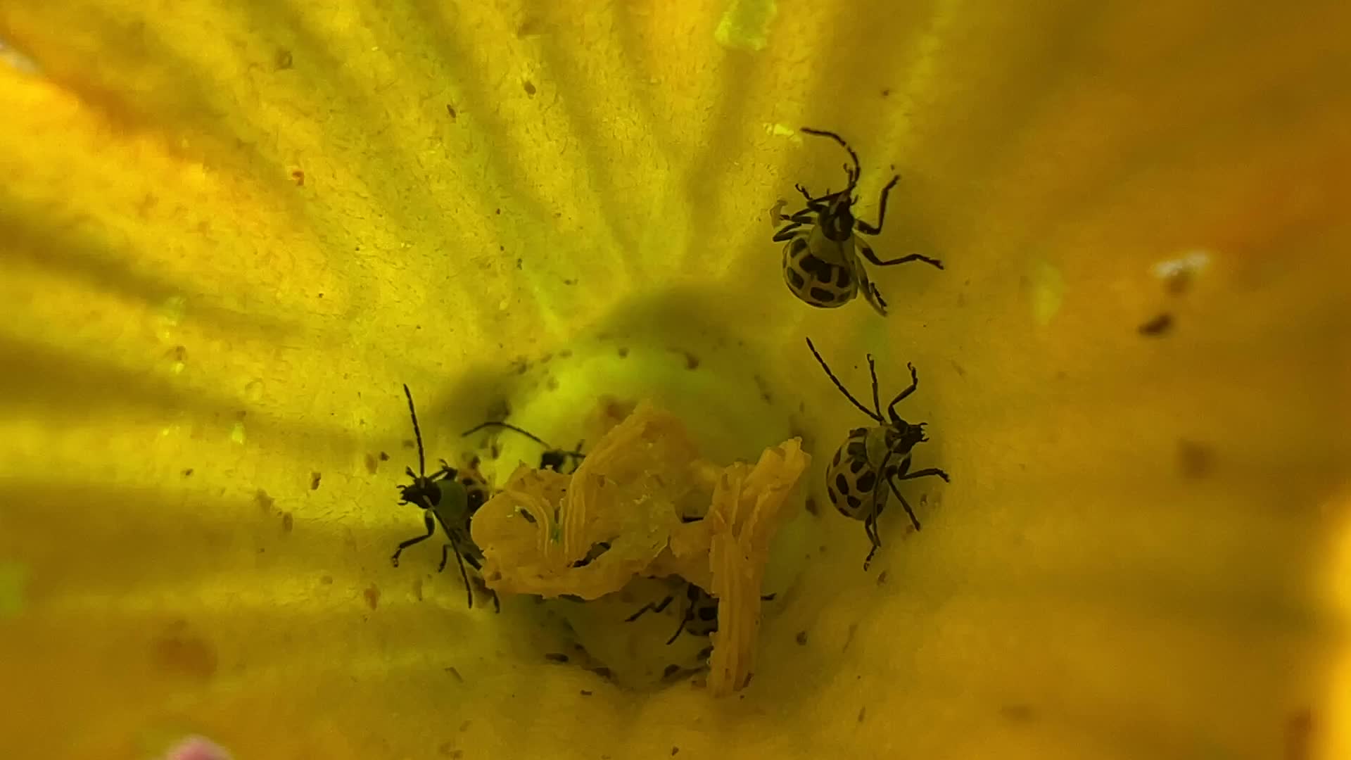 Spotted Cucumber Beetles ravage a cucumber crop in Canada