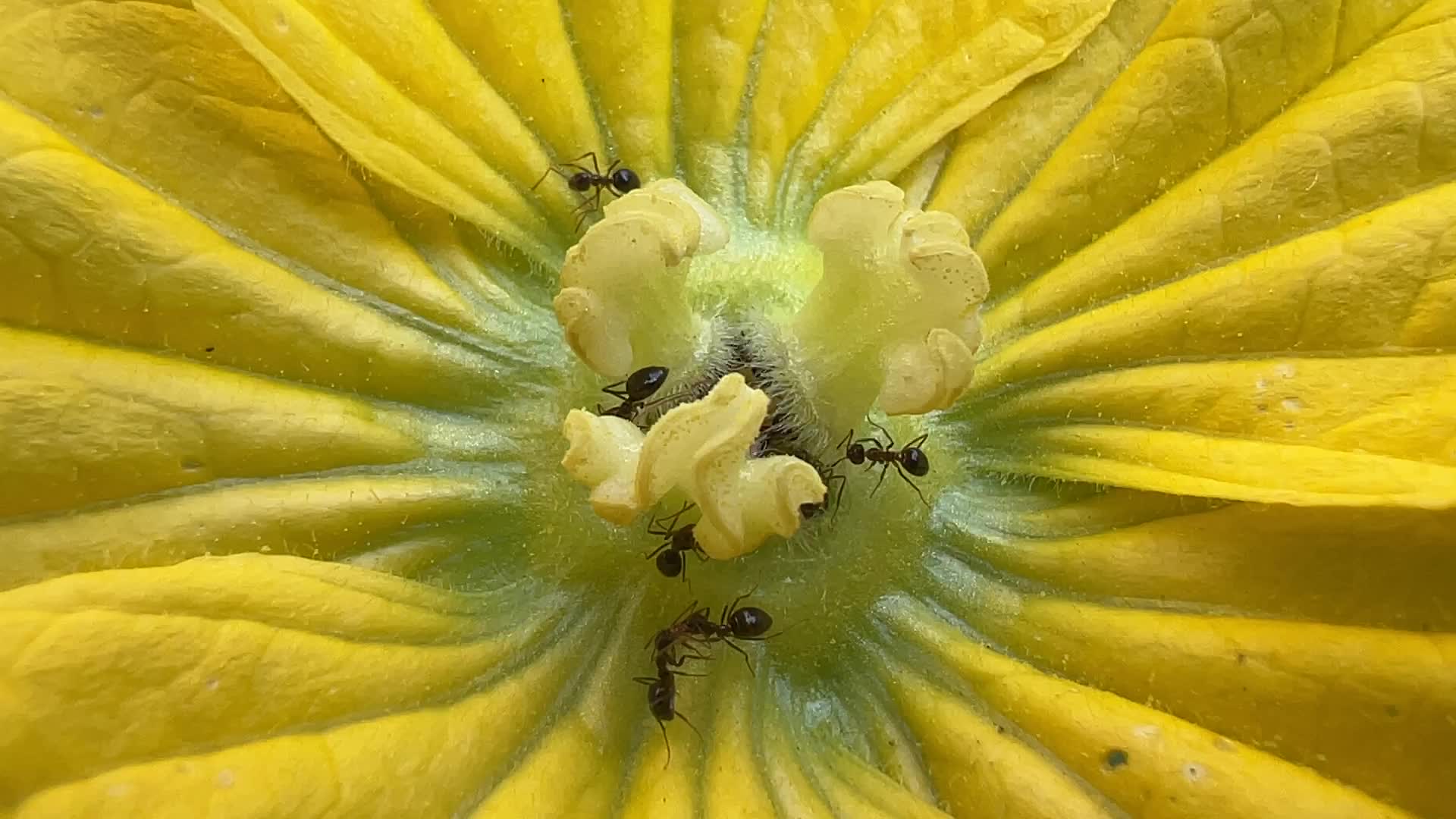 Ants gathering pollen from a squash plant flower