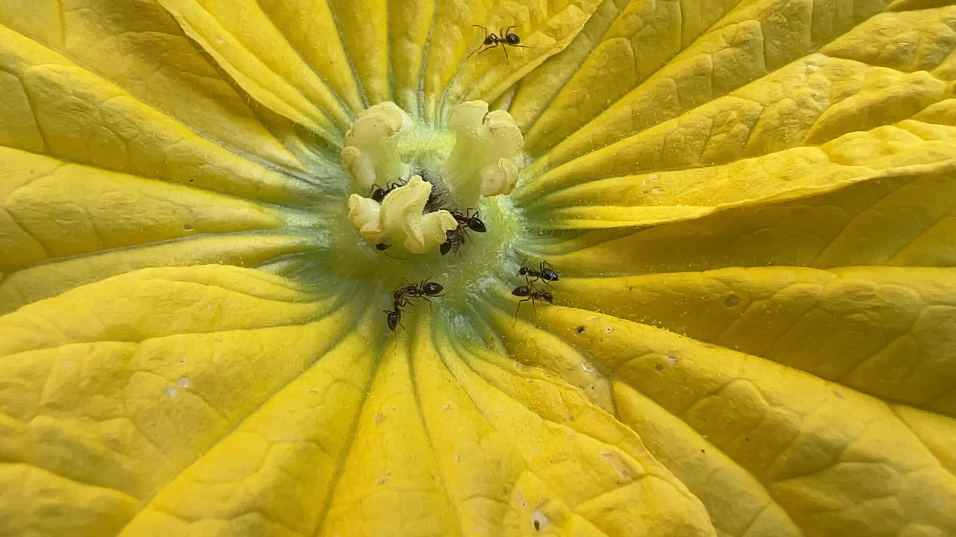 Ants gathering pollen from a squash plant flower