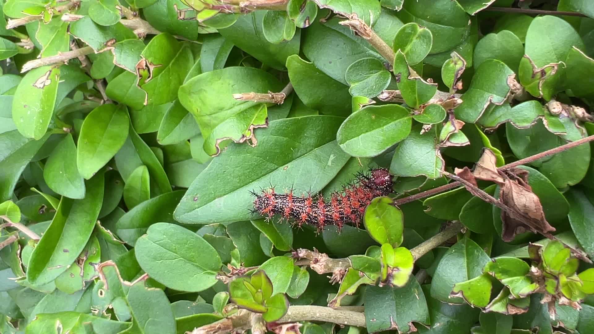 Question Mark Butterfly Caterpillar