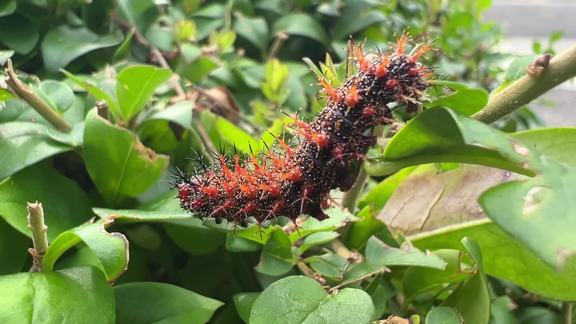 Question Mark Butterfly Caterpillar