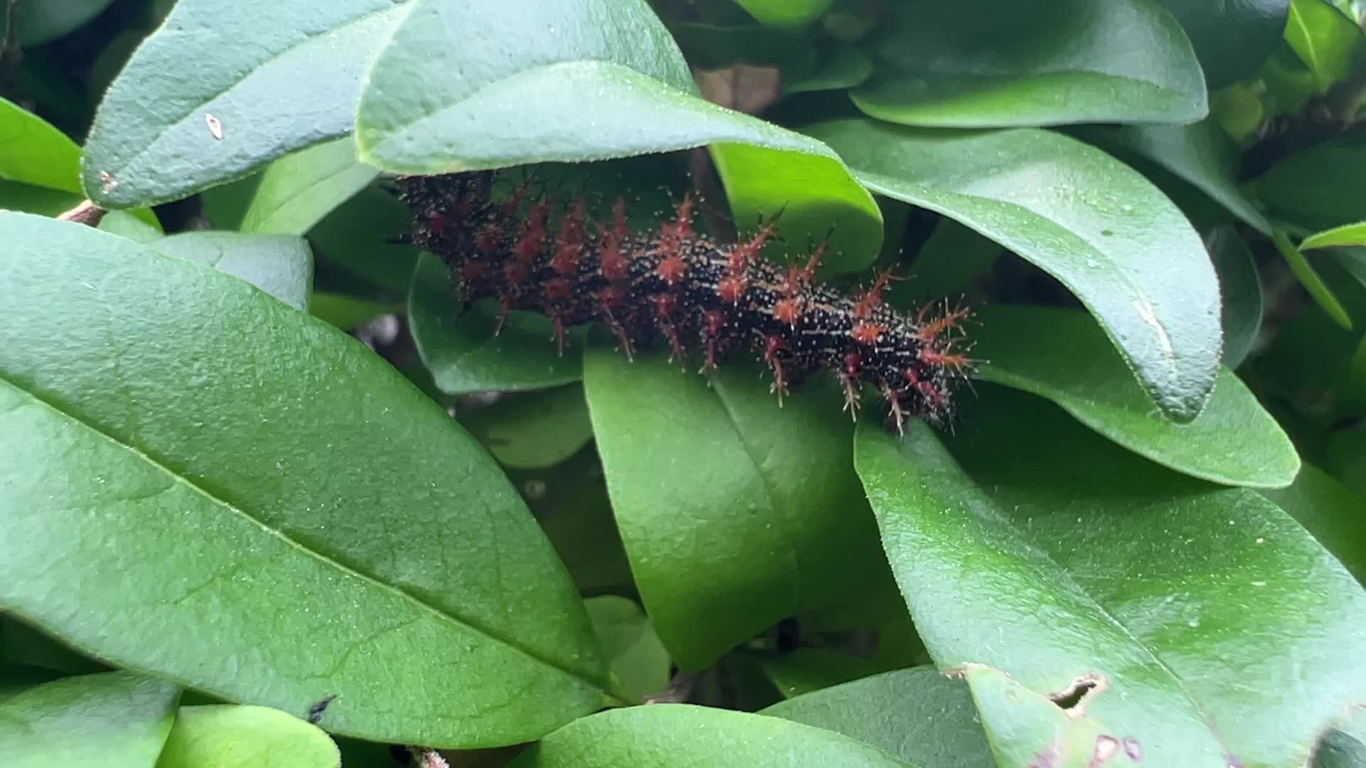 Question Mark Butterfly Caterpillar