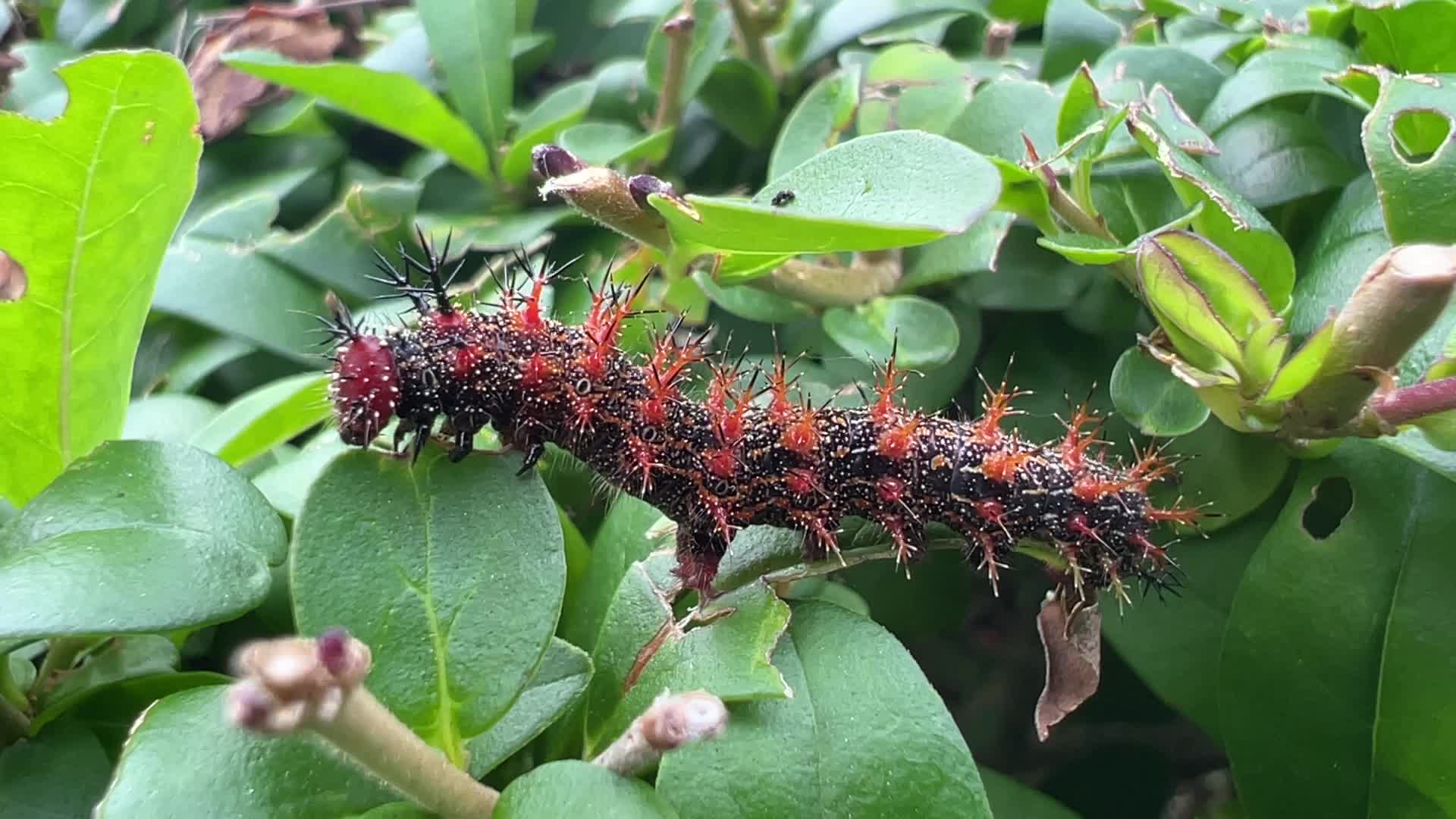 Question Mark Butterfly Caterpillar