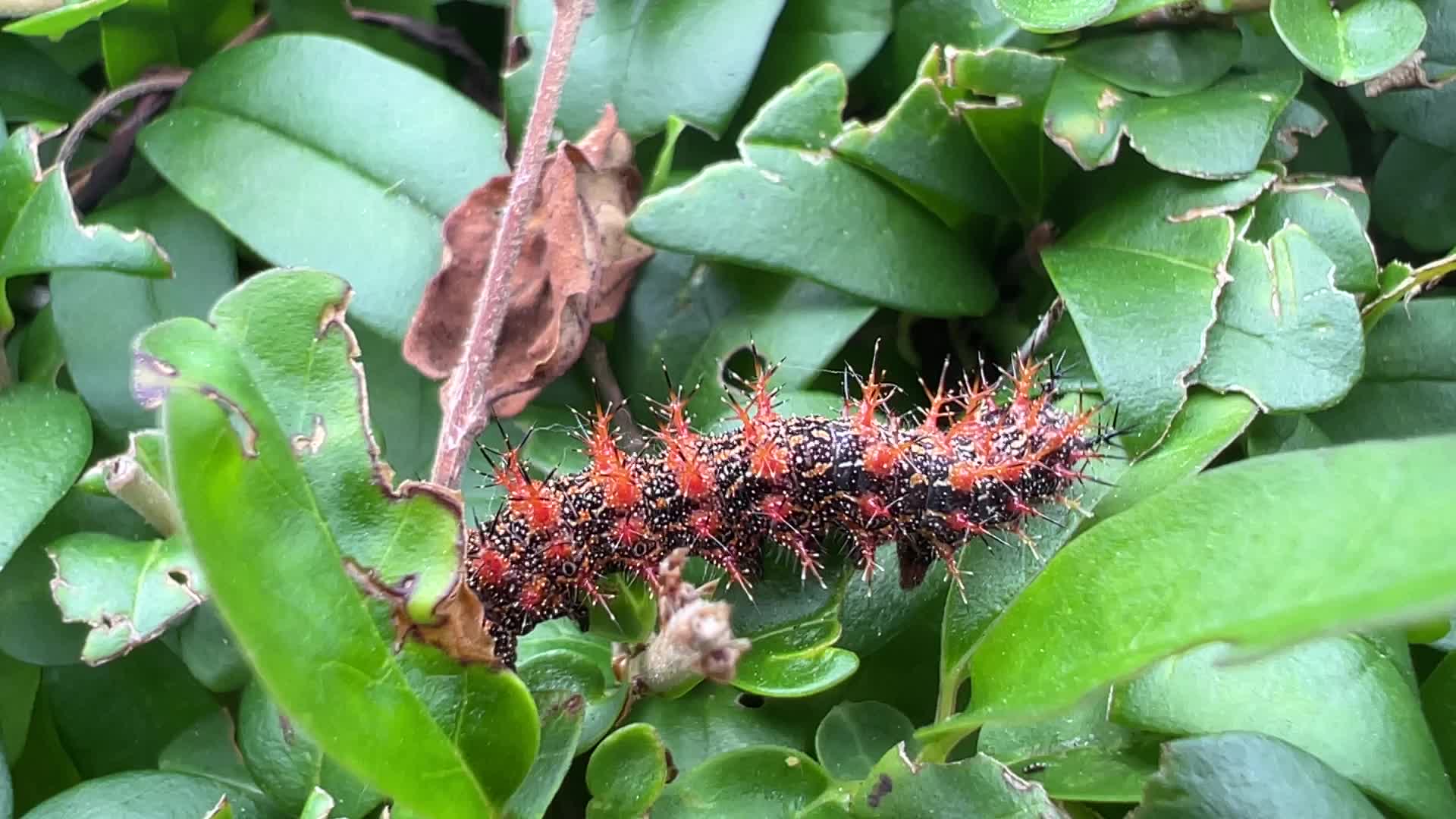 Question Mark Butterfly Caterpillar