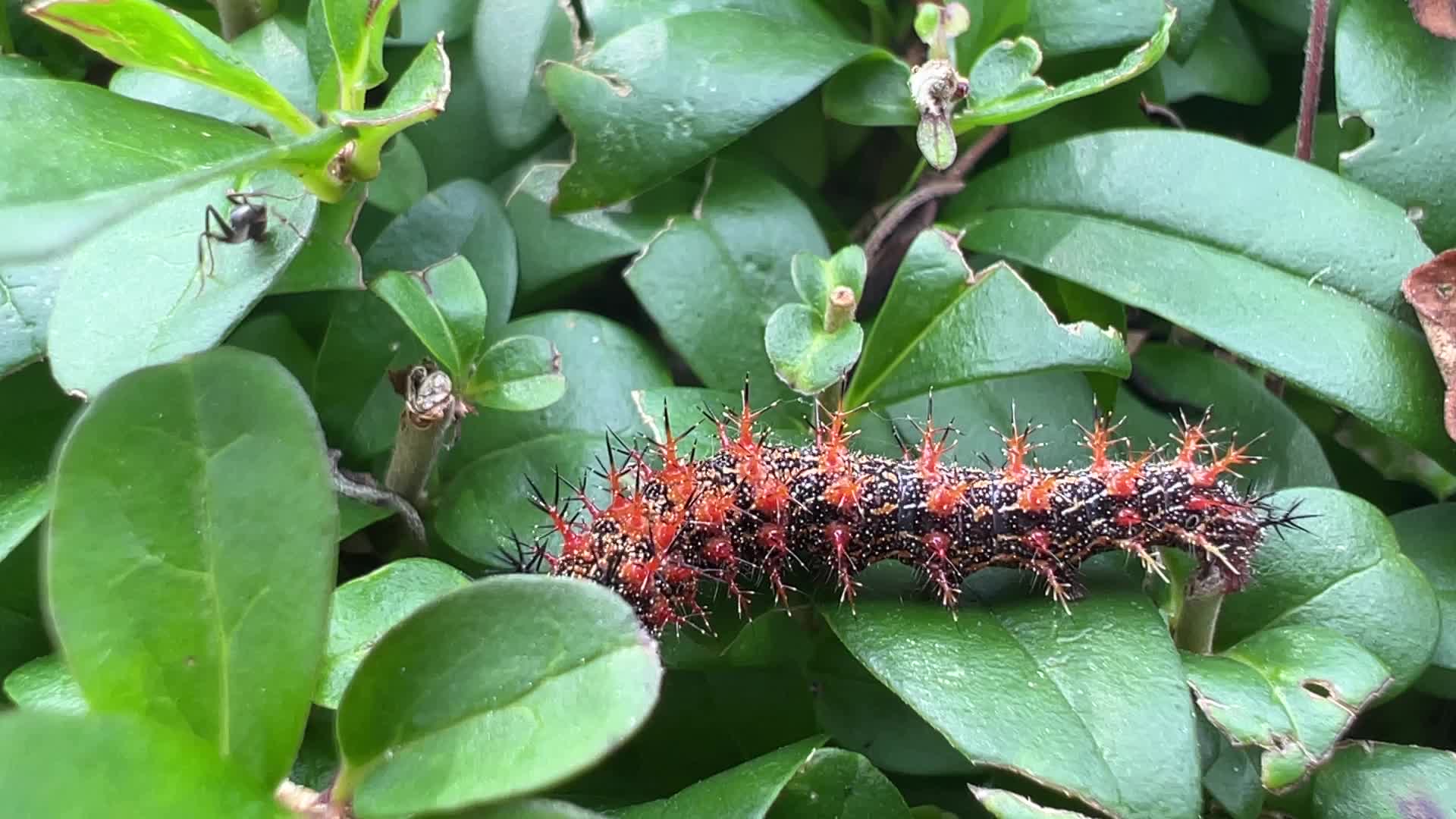 Question Mark Butterfly Caterpillar