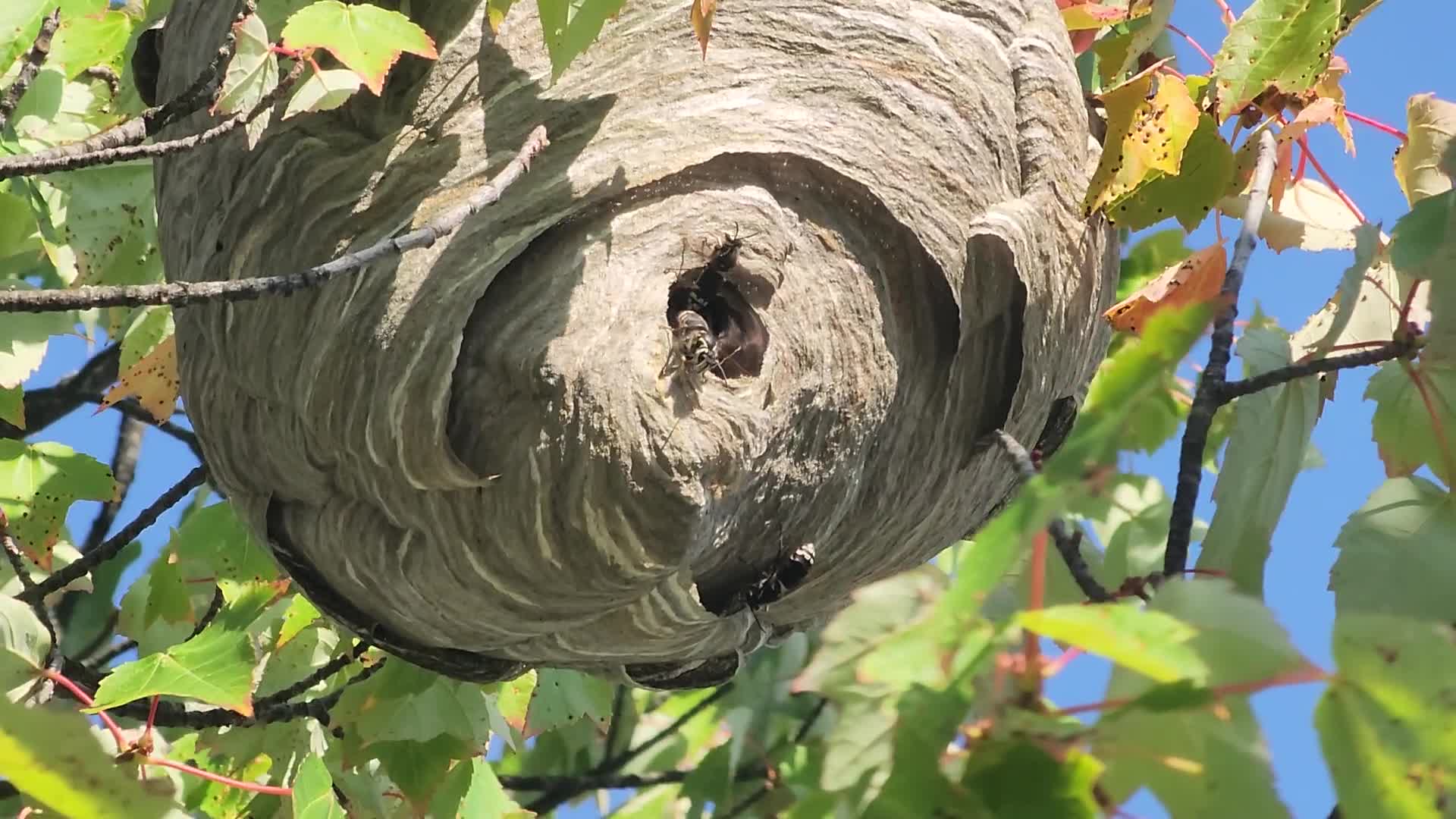 White-tailed hornet nest in Toronto, Canada