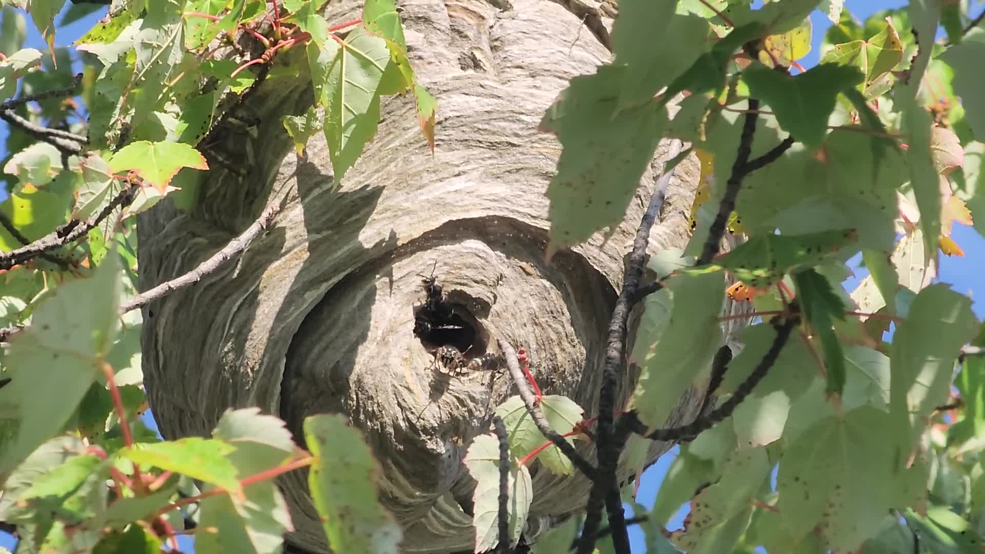 White-tailed hornet nest in Toronto, Canada
