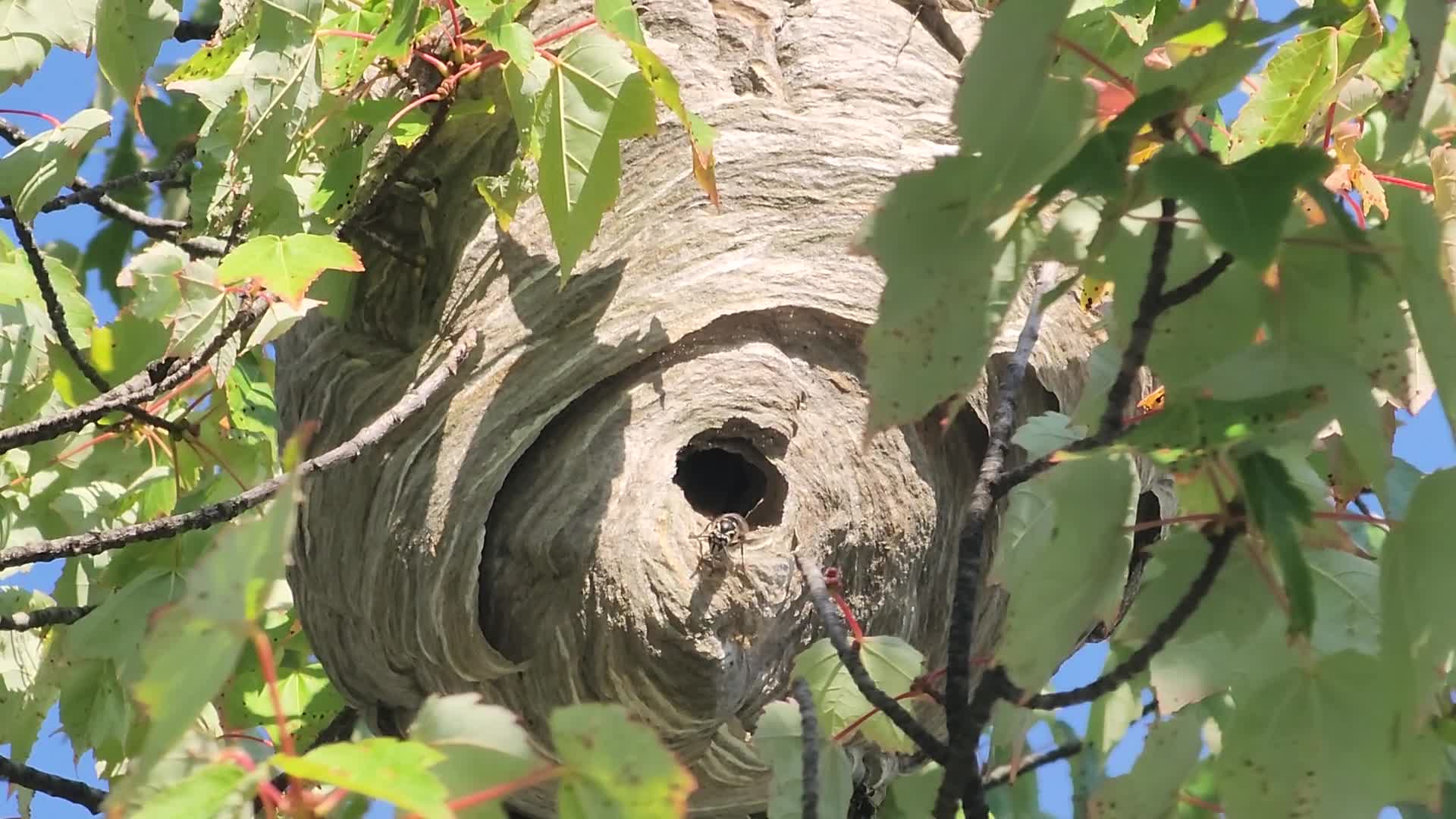 White-tailed hornet nest in Toronto, Canada