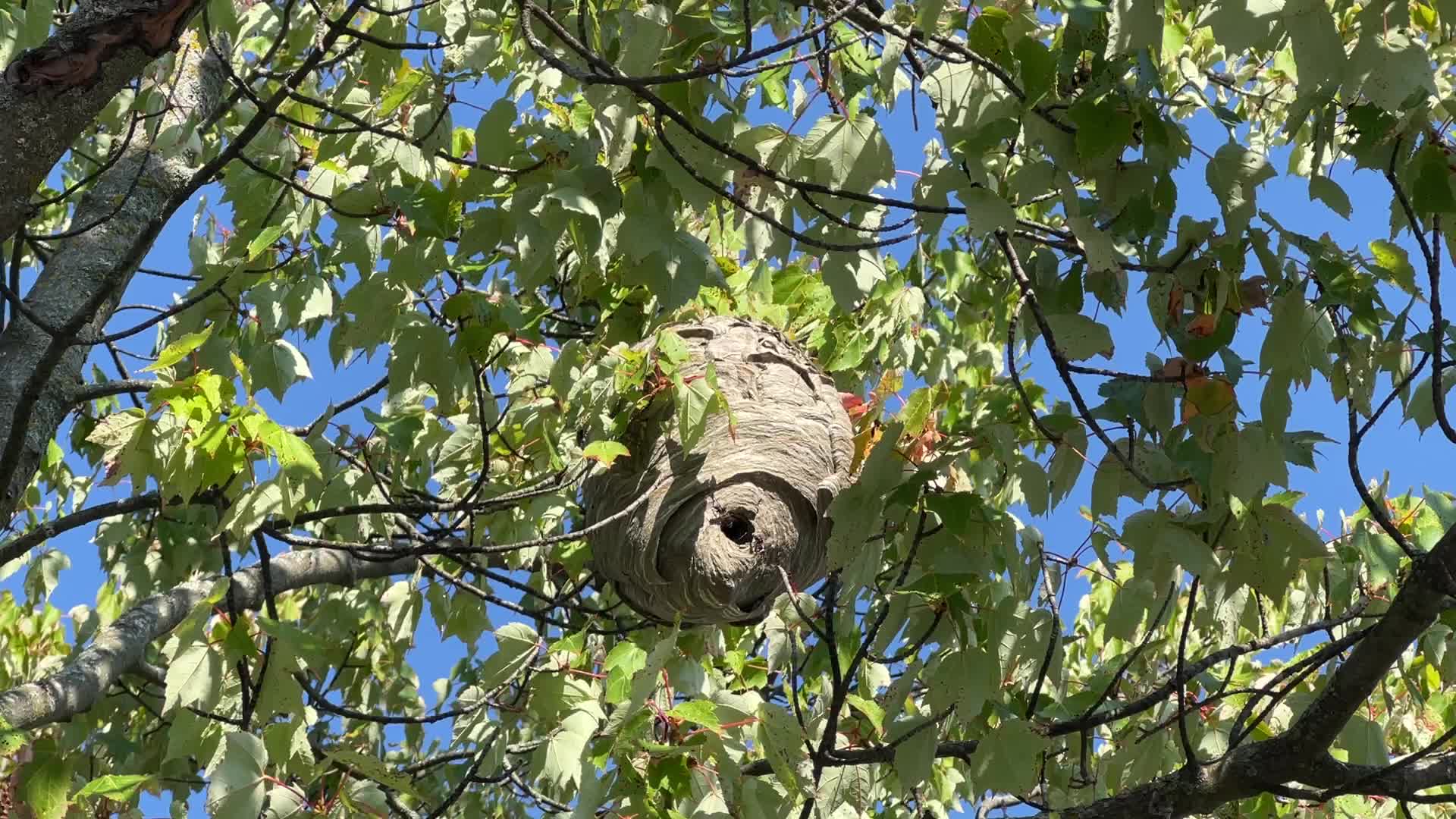 White-tailed hornet nest in Toronto, Canada