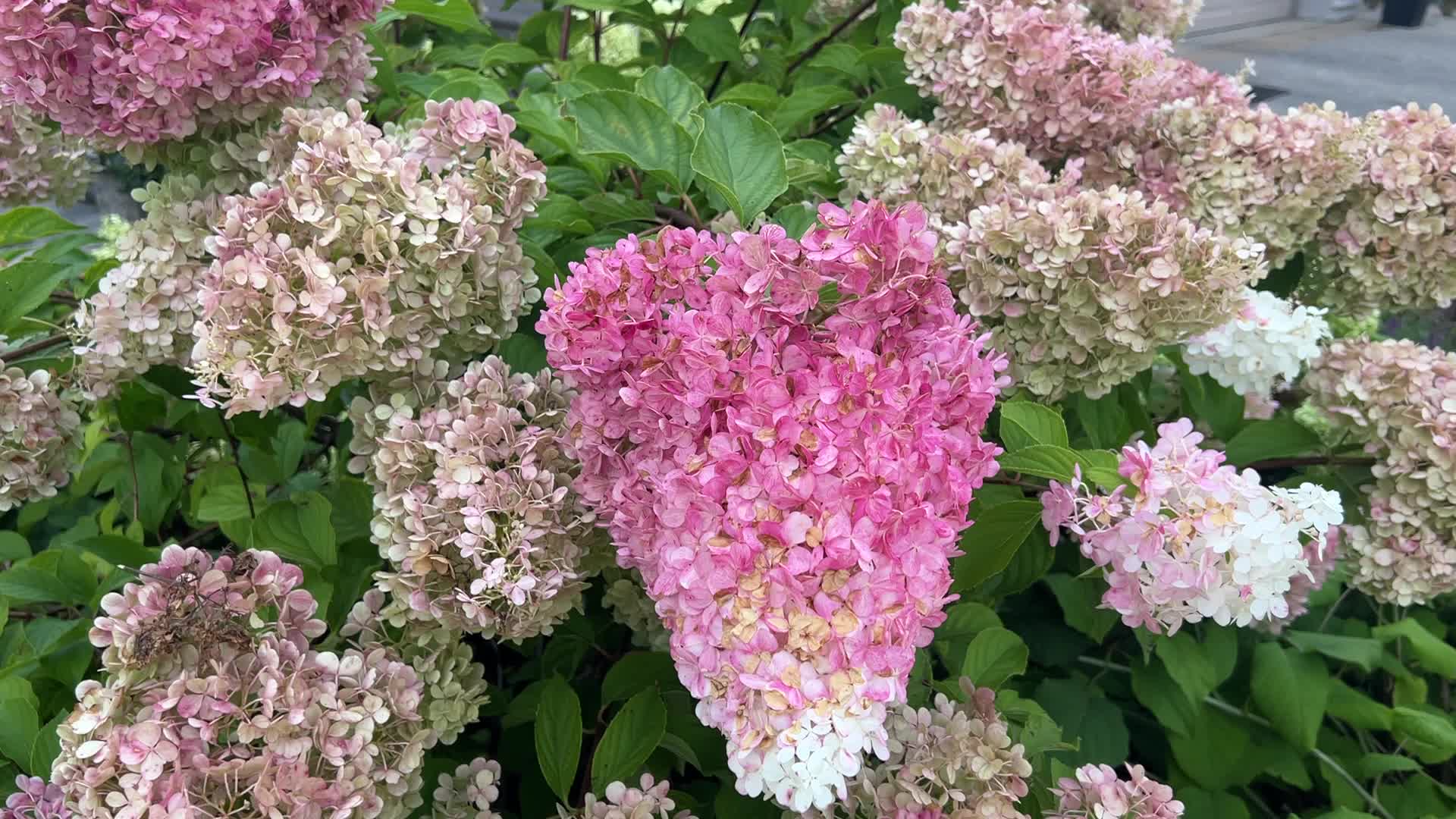 Pink and white PeeGee hydrangea flowers