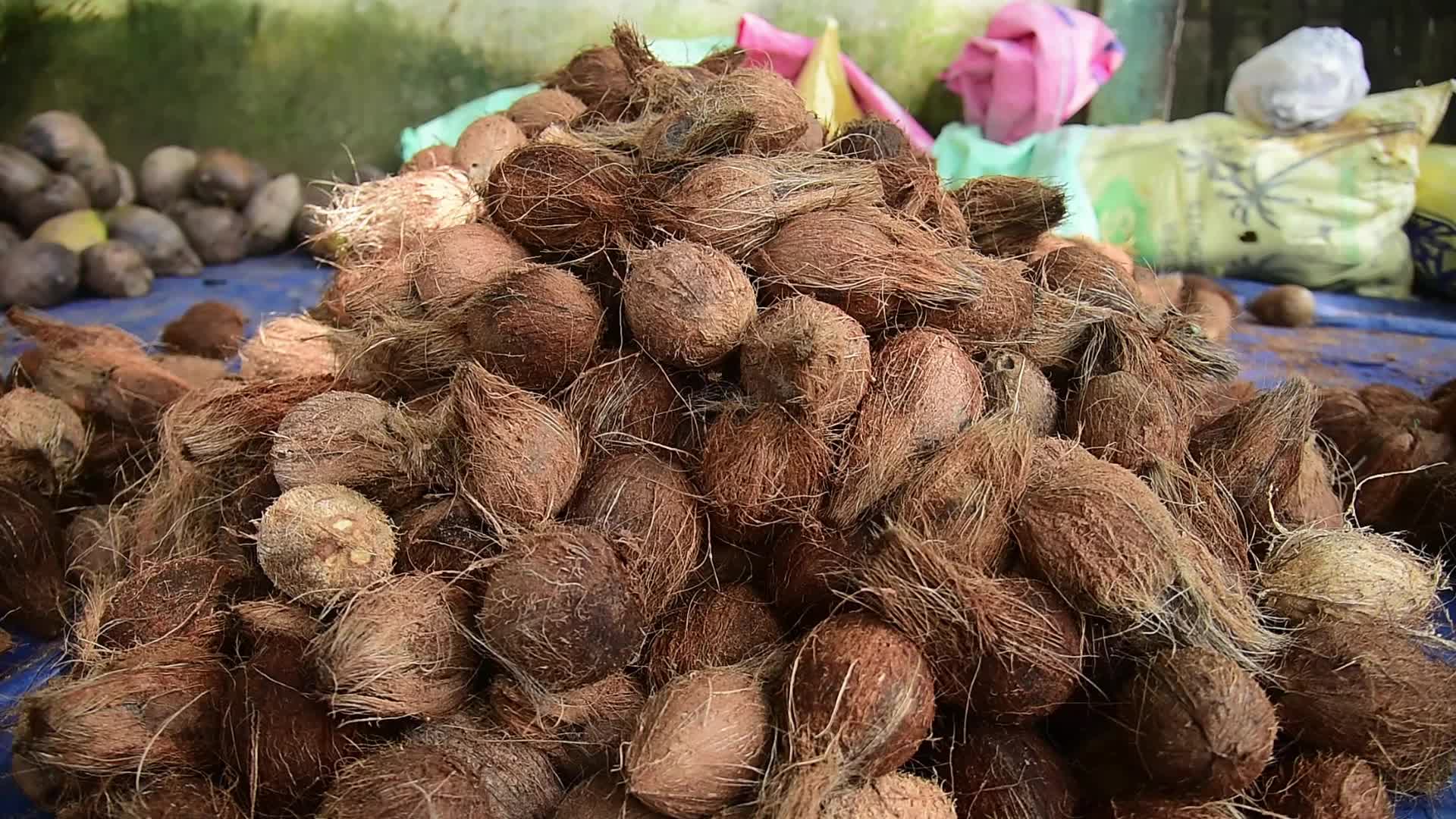 World Coconut Day in India 