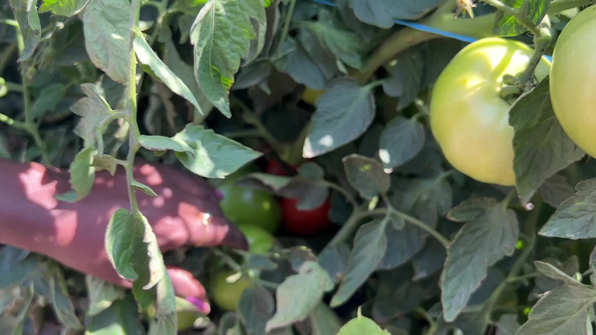 Agriculture in Canada - Tomatoes