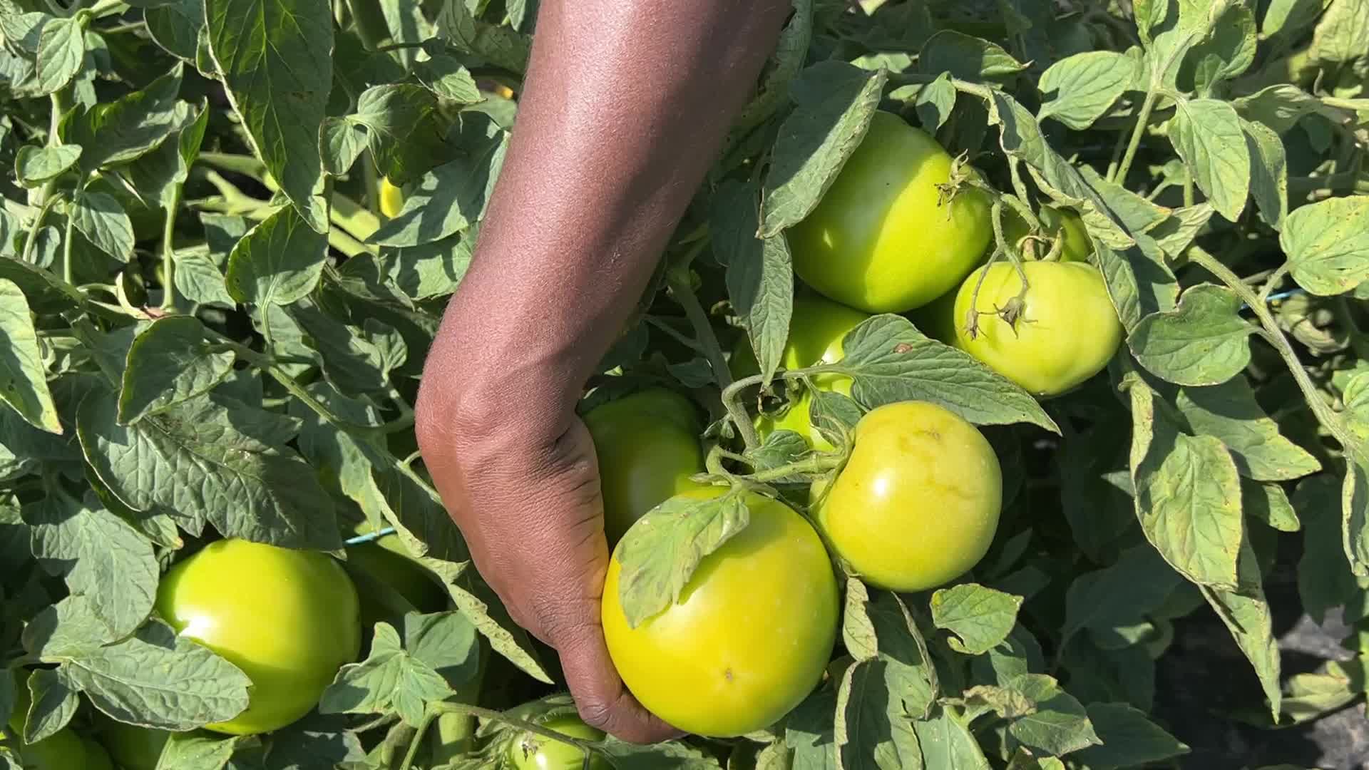 Agriculture in Canada - Tomatoes