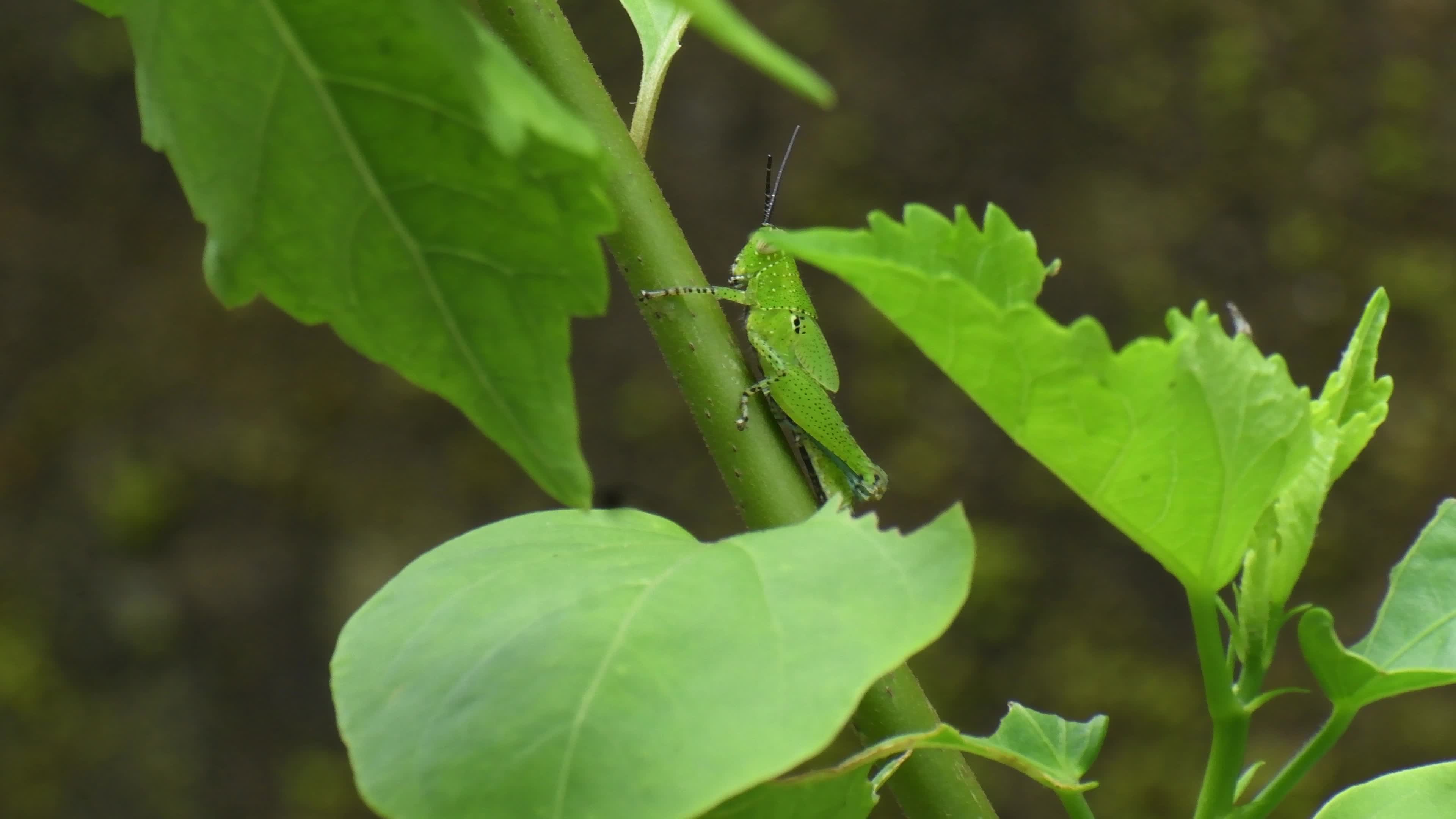 Grasshopper