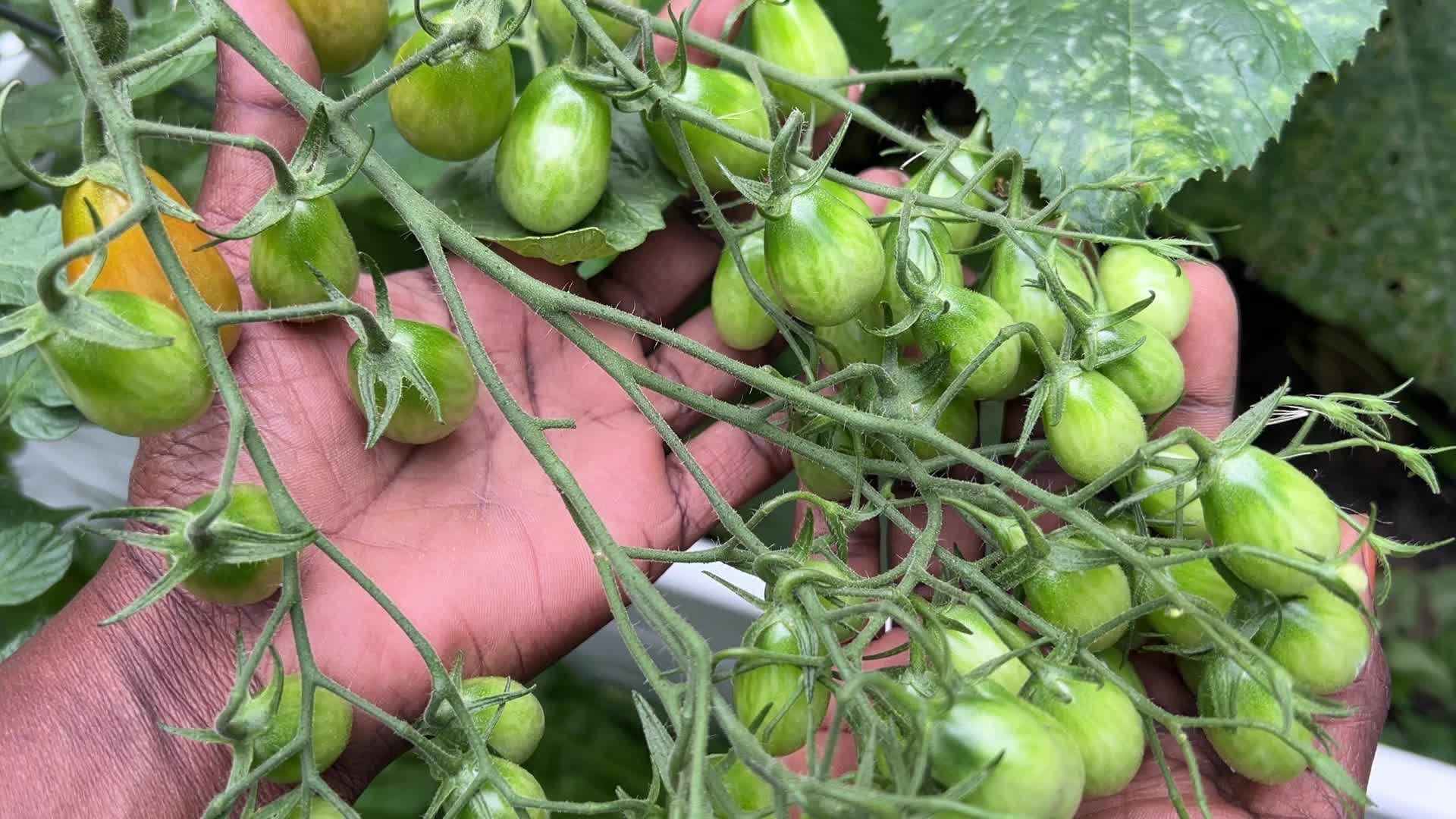 Agriculture in Canada - Tomatoes