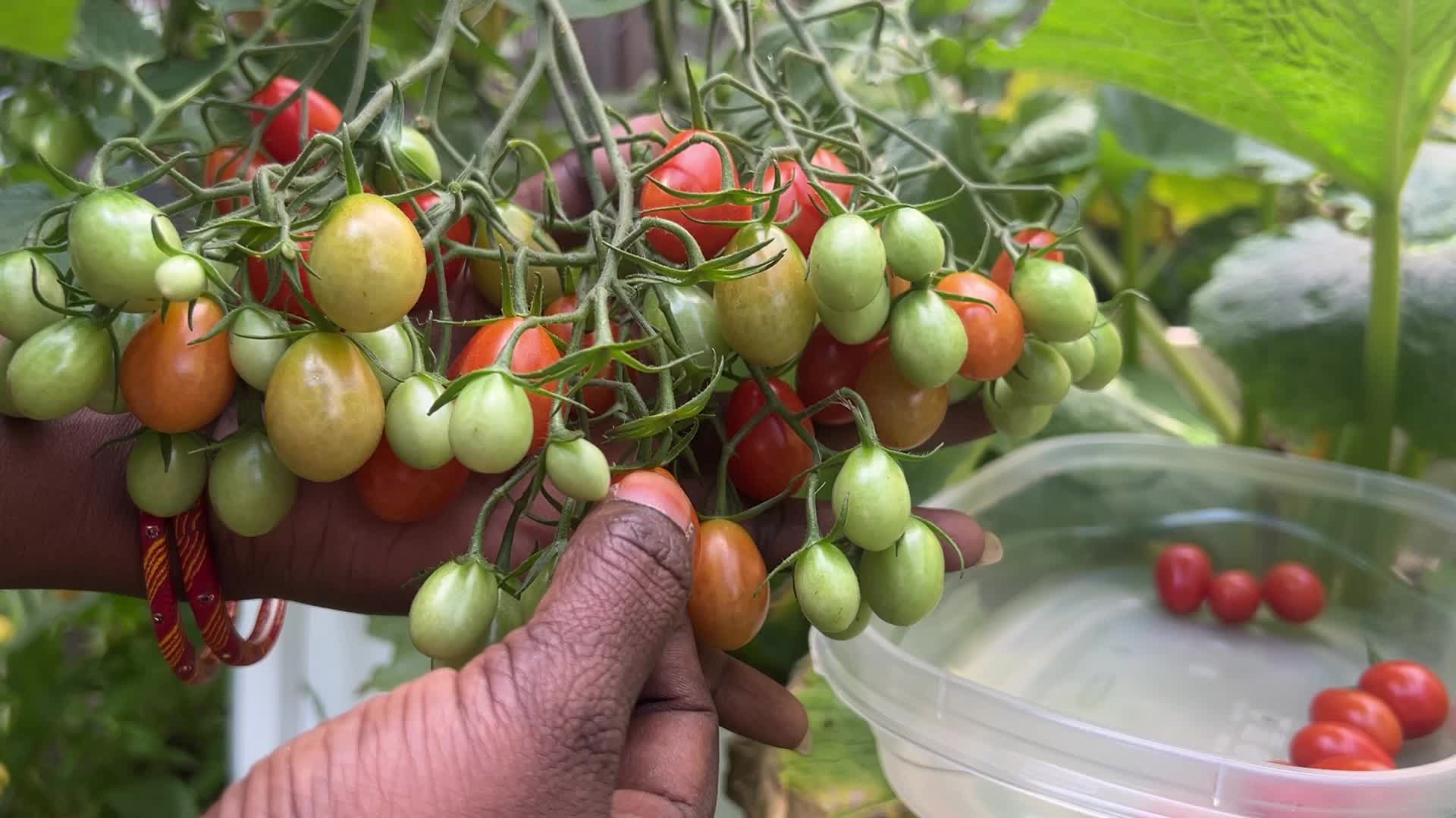 Agriculture in Canada - Tomatoes