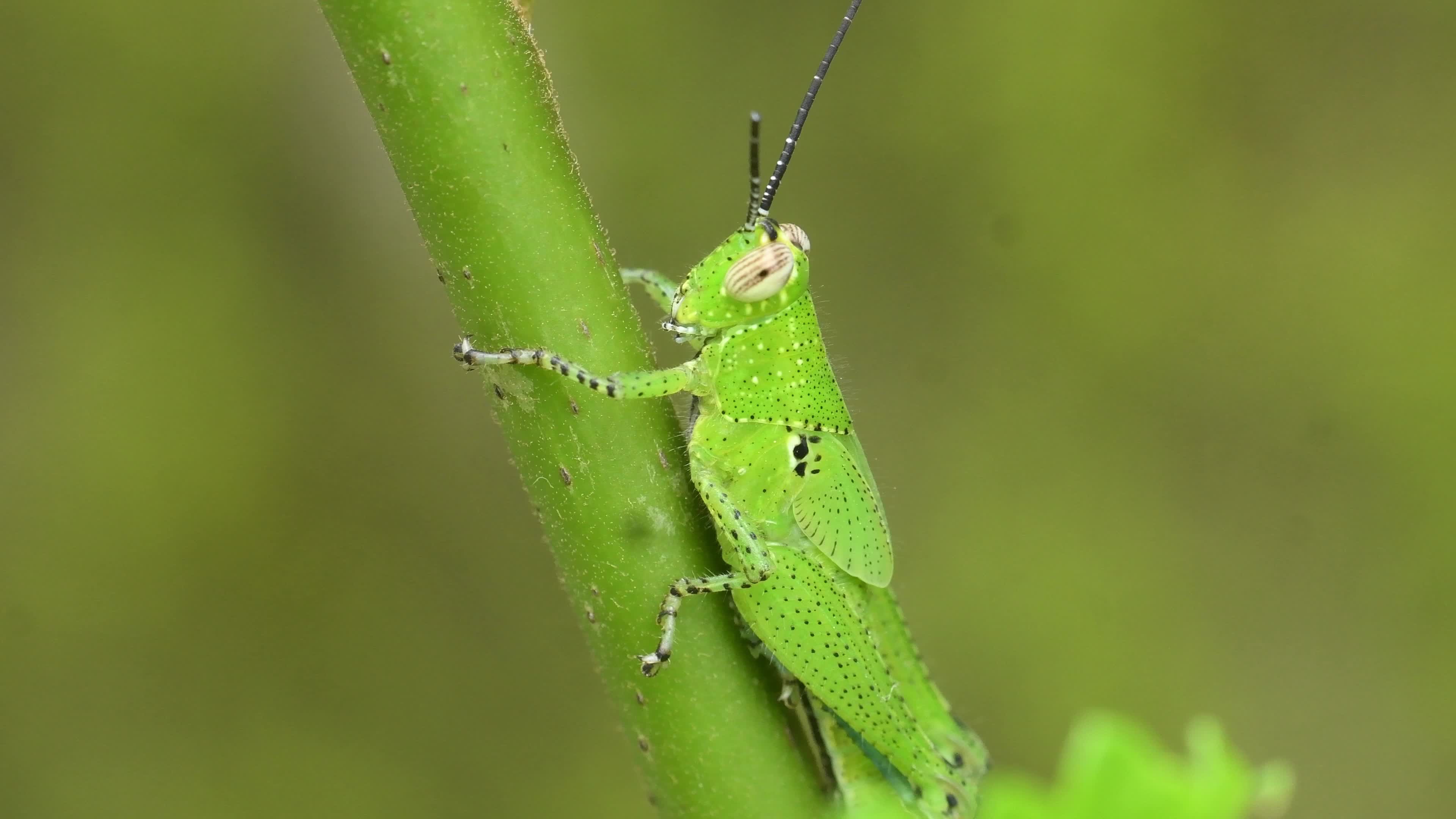 Grasshopper