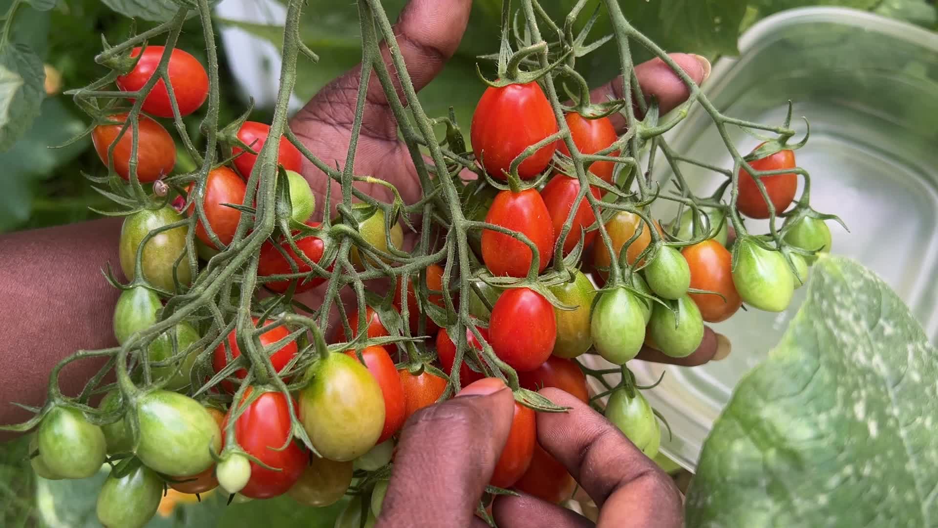 Agriculture in Canada - Tomatoes