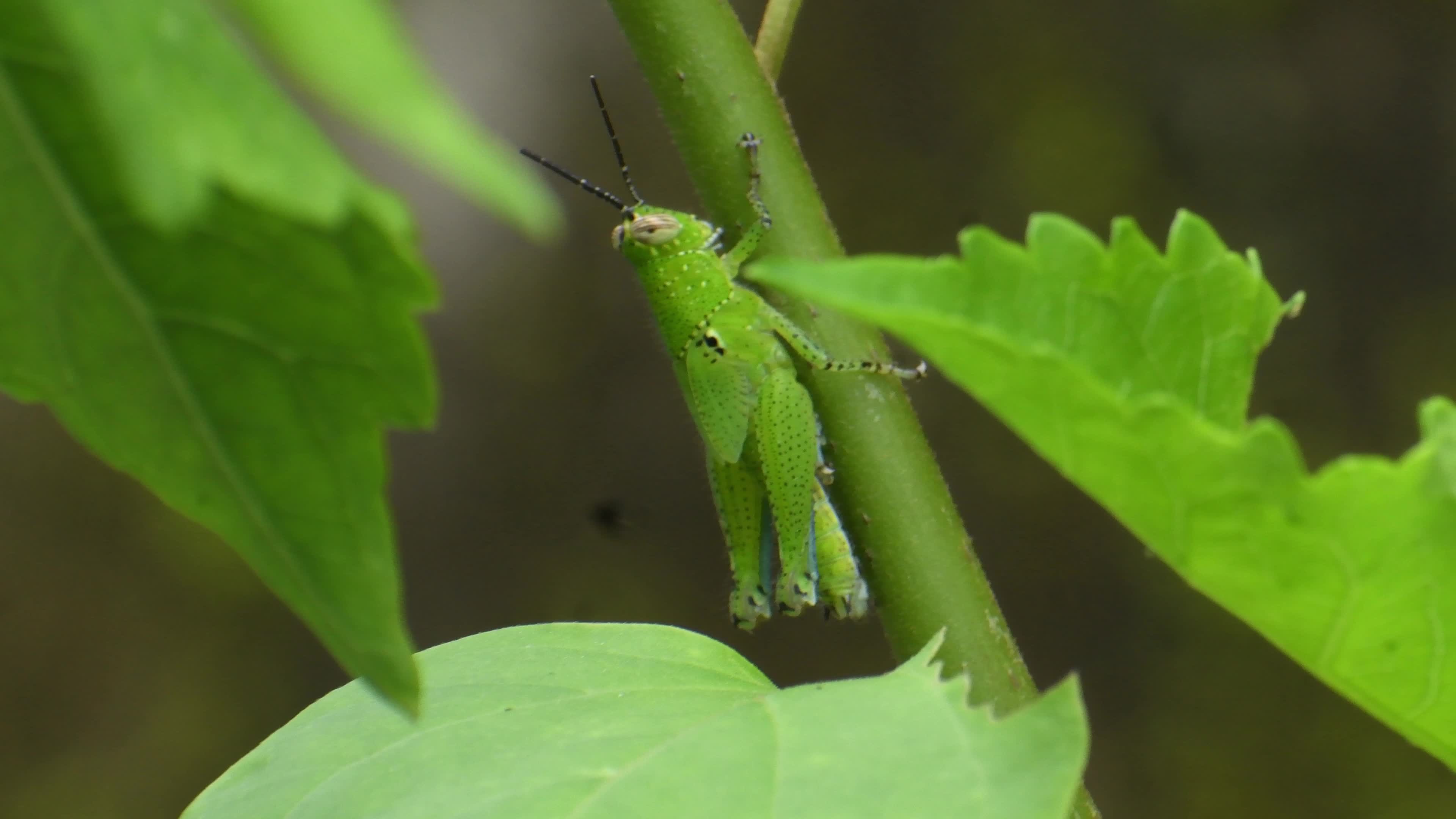 Grasshopper
