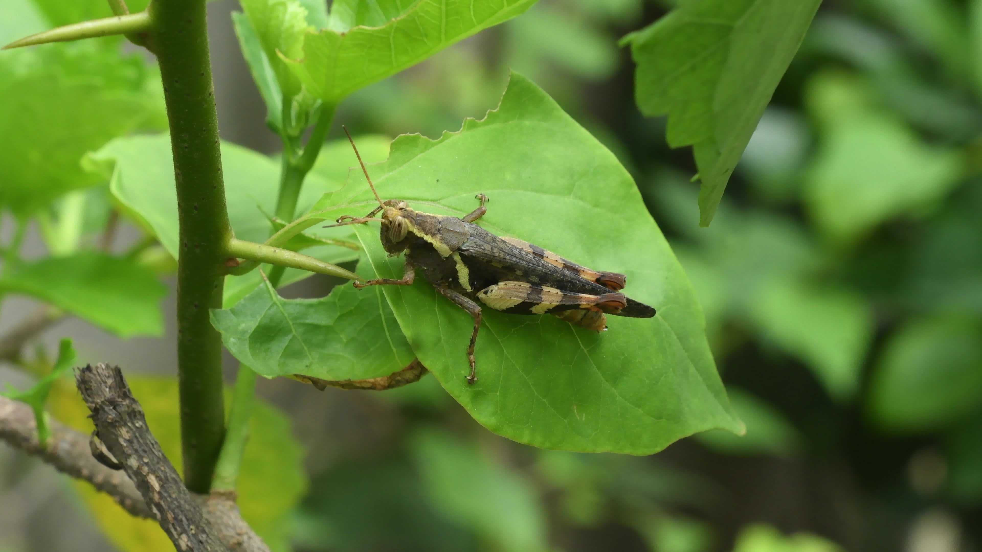 Grasshopper