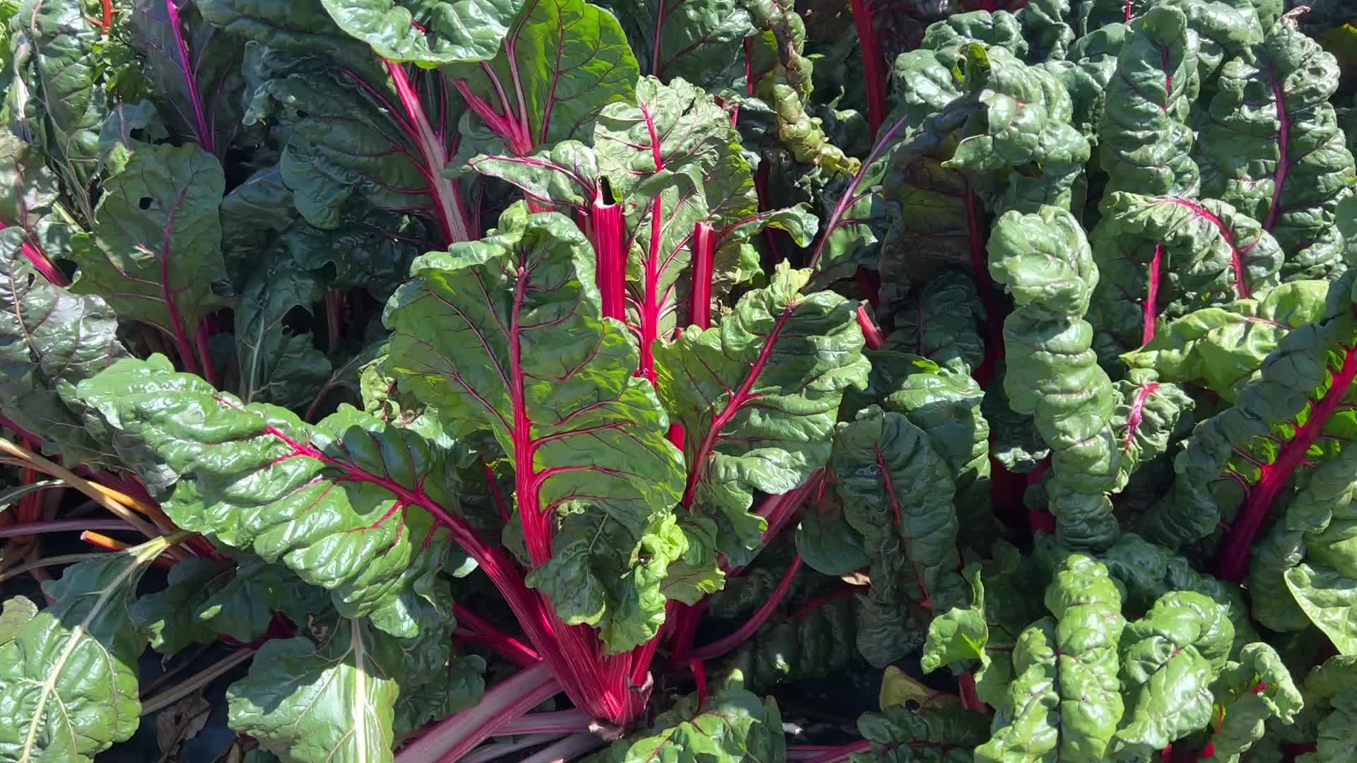 Agriculture in Canada