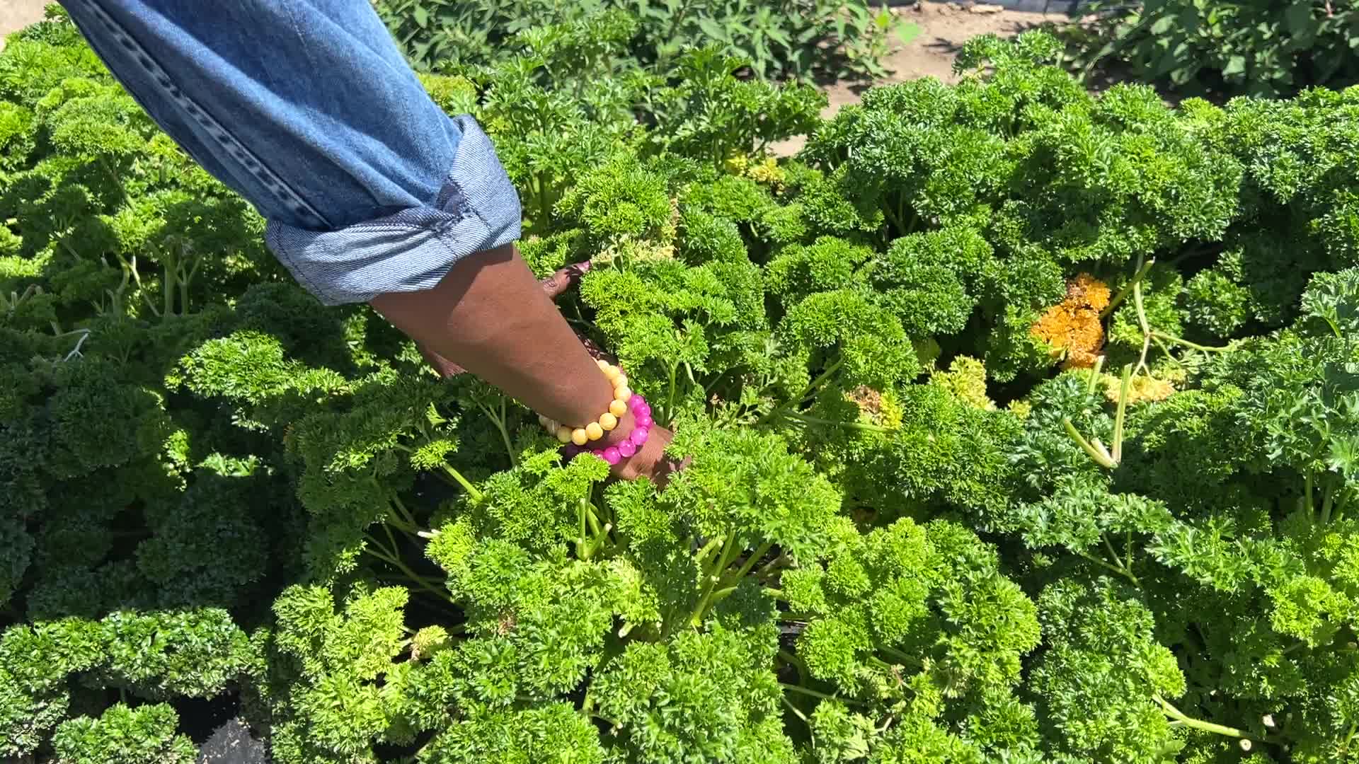 Agriculture in Canada
