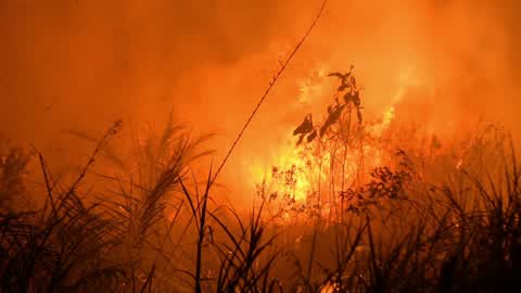 Forest Fire In Indonesia