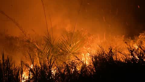 Forest Fire In Indonesia