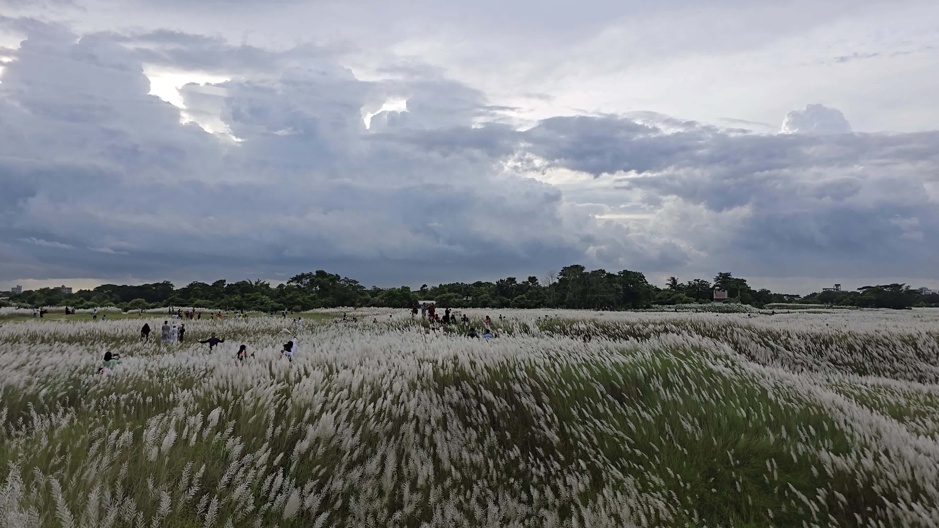 People Visit in Kans Grass Flower Field