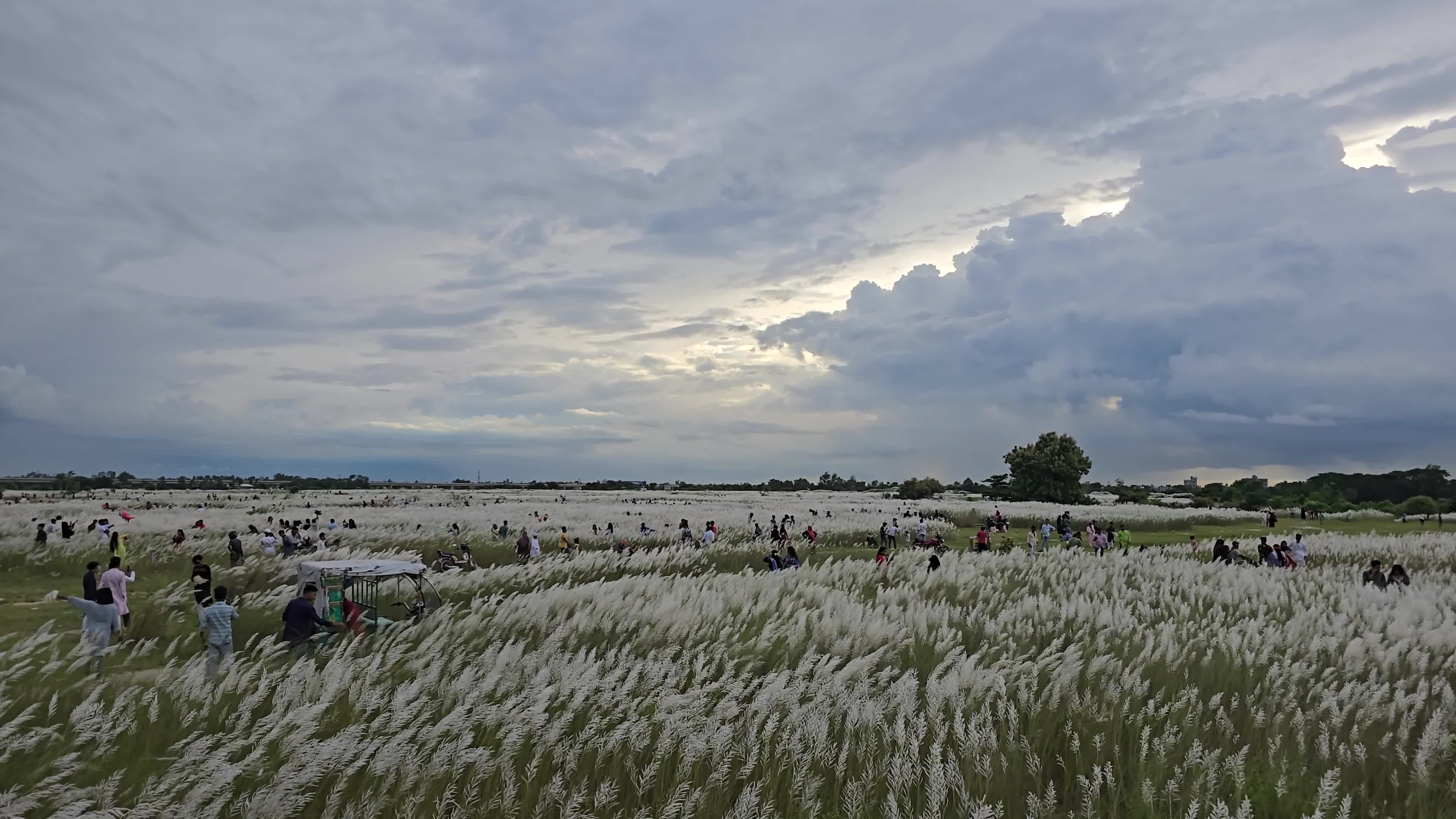 People Visit in Kans Grass Flower Field